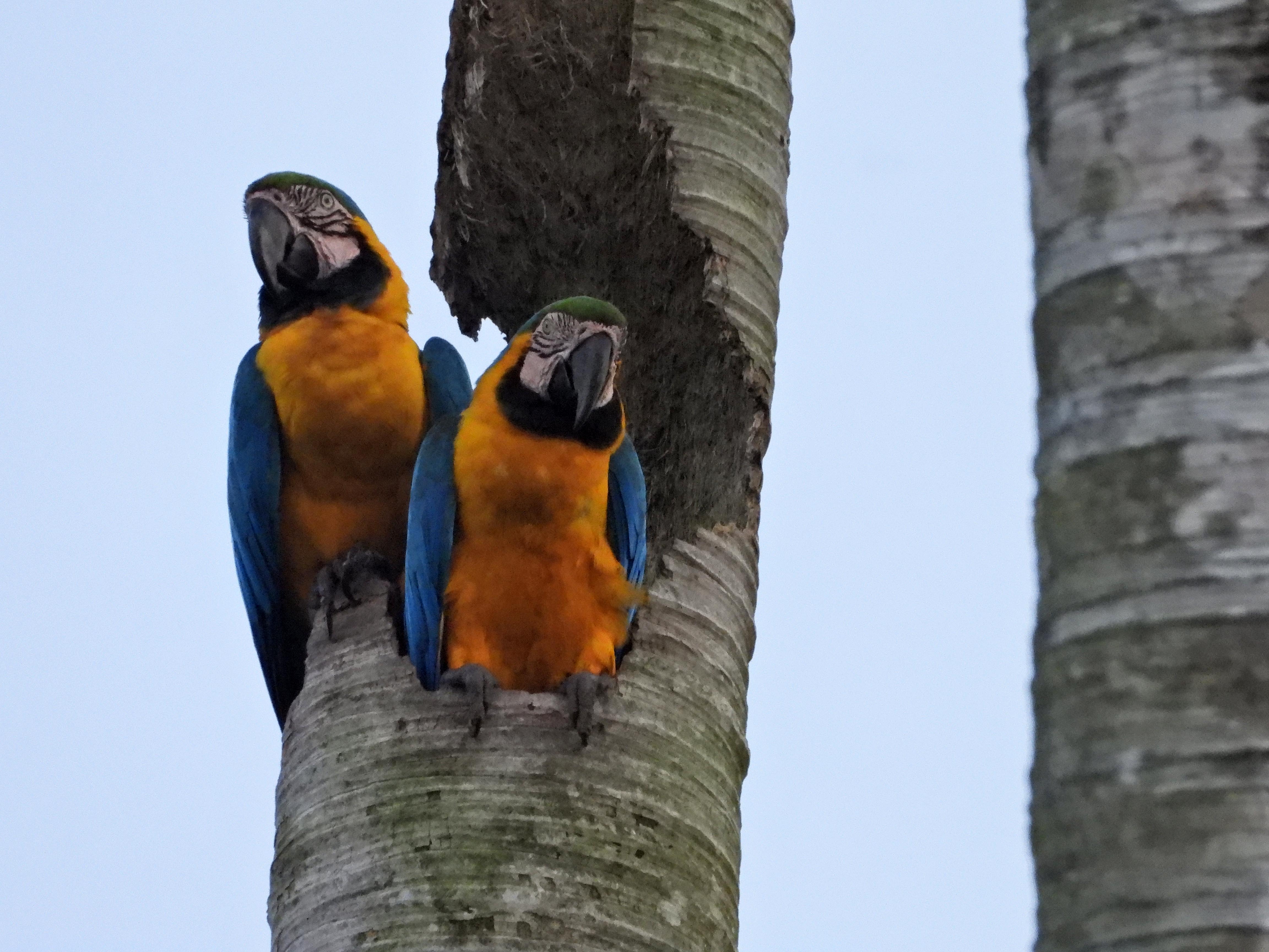 Indigenous Parrot Conservation in Suriname