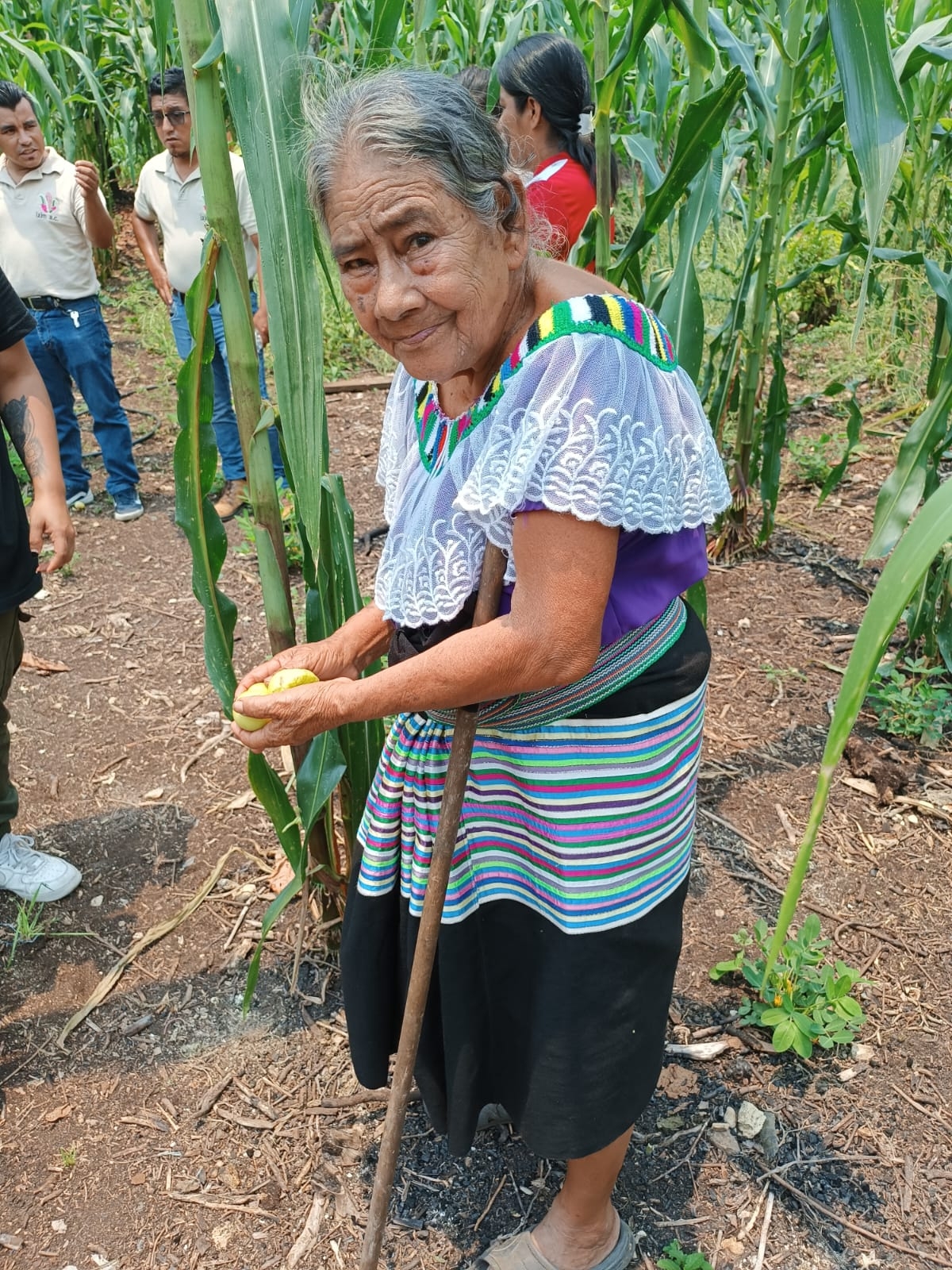 Strengthening the health of 99 Tseltal families.