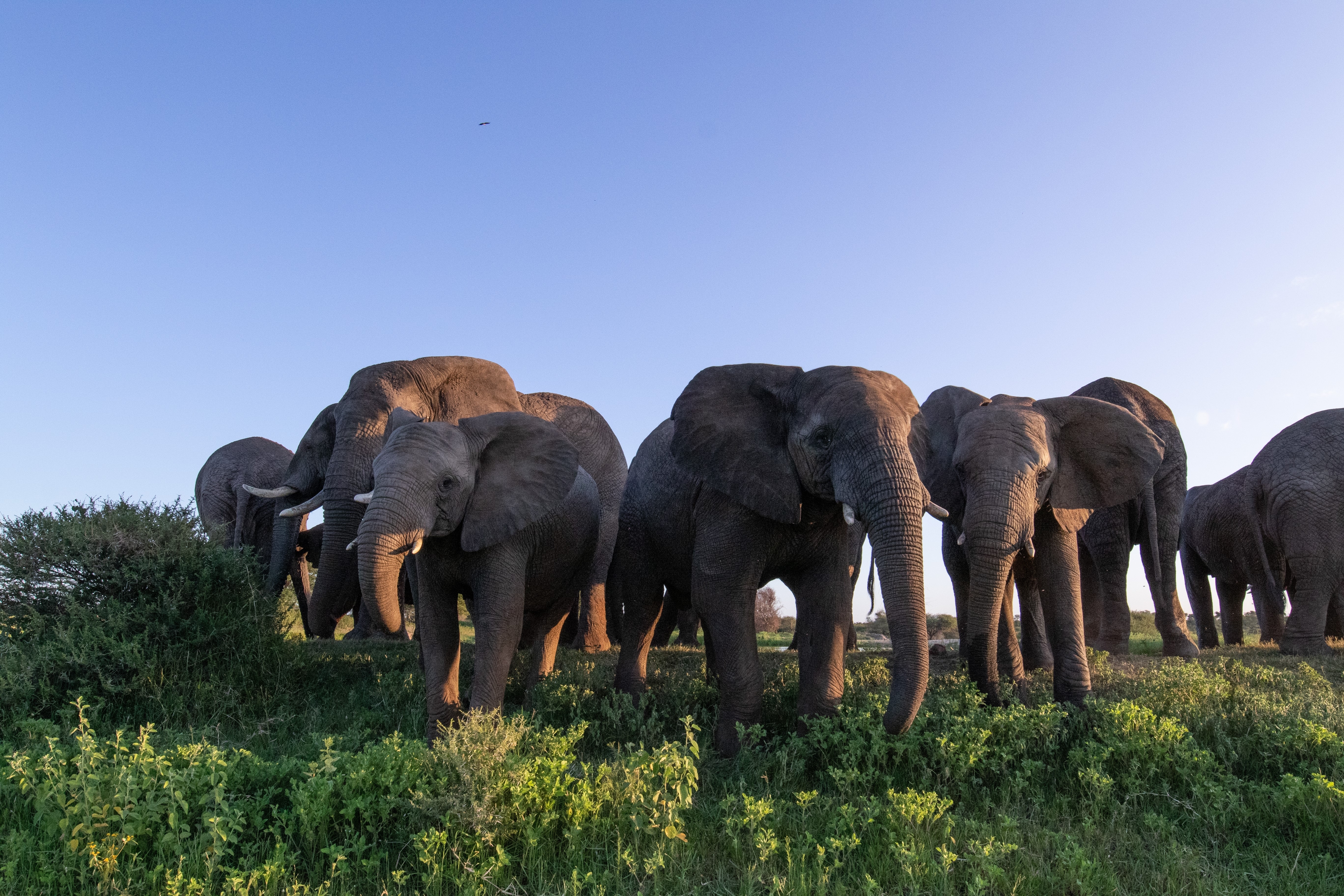 Help an Elephant, Help a Herd