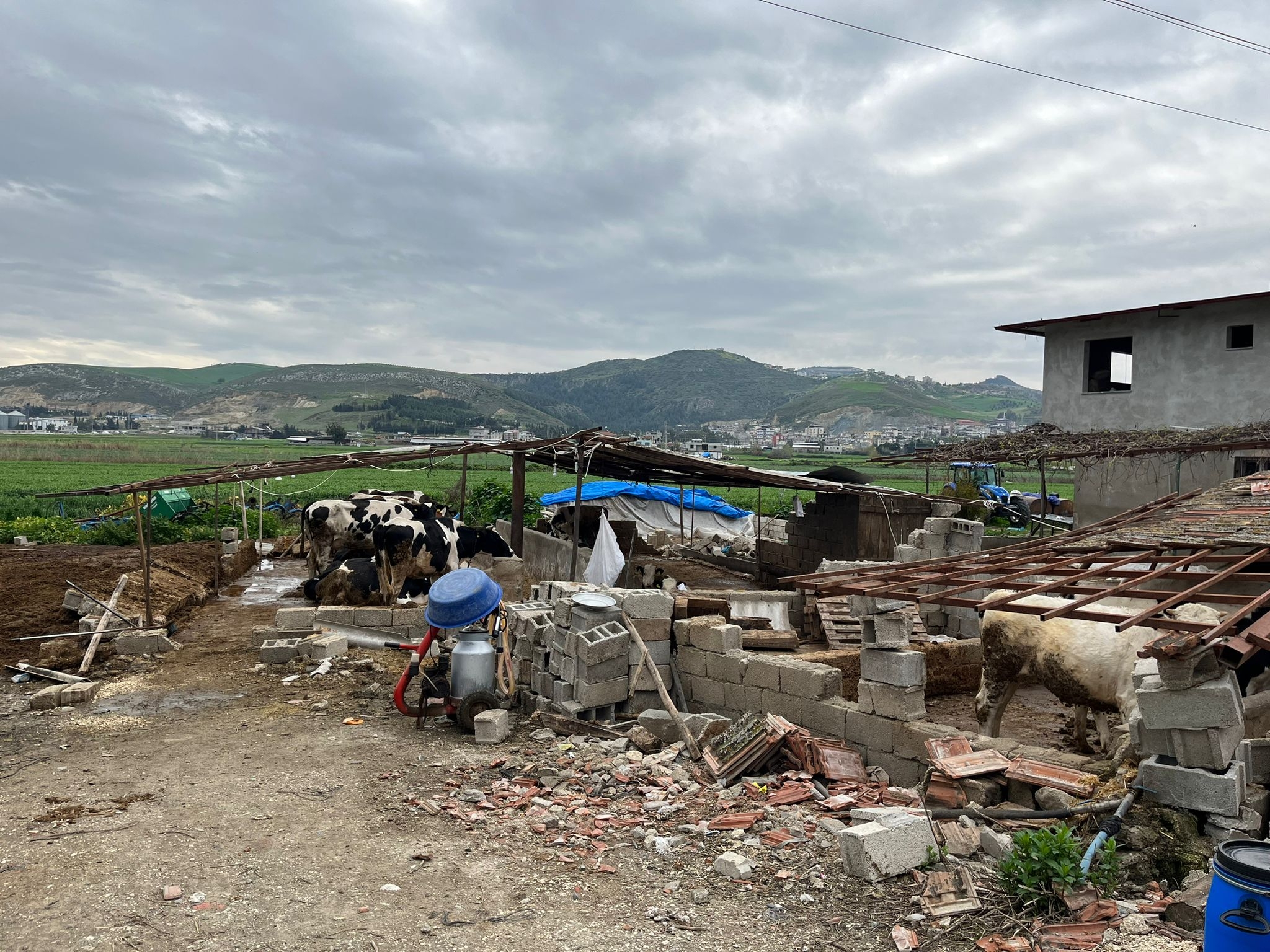 Feed the Animals in Disaster Area