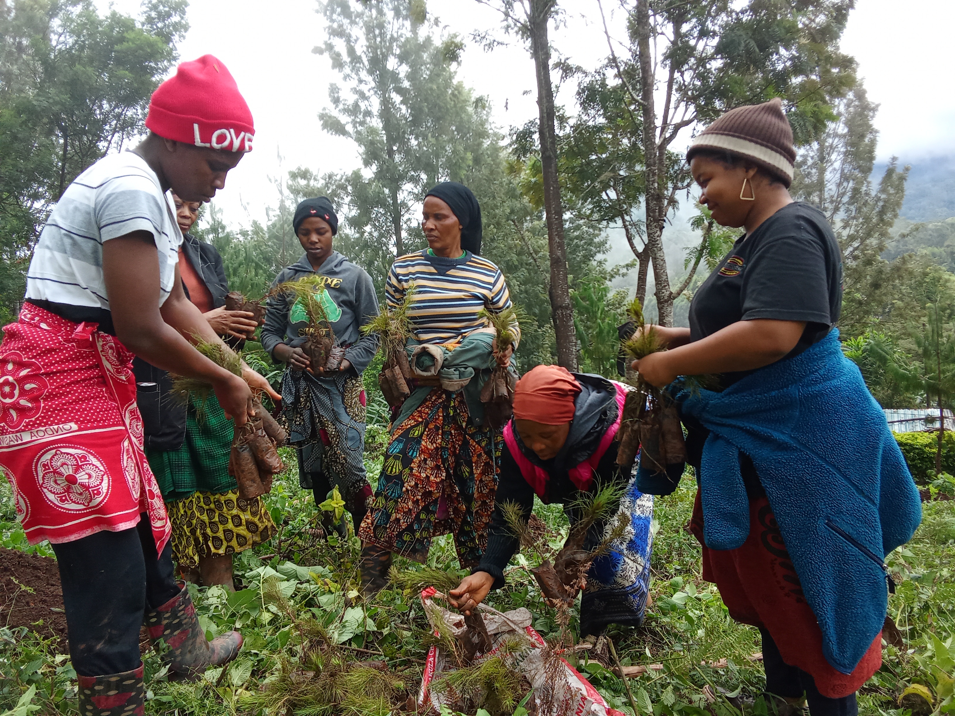 Help 3000 woman's with fruits trees at lushoto