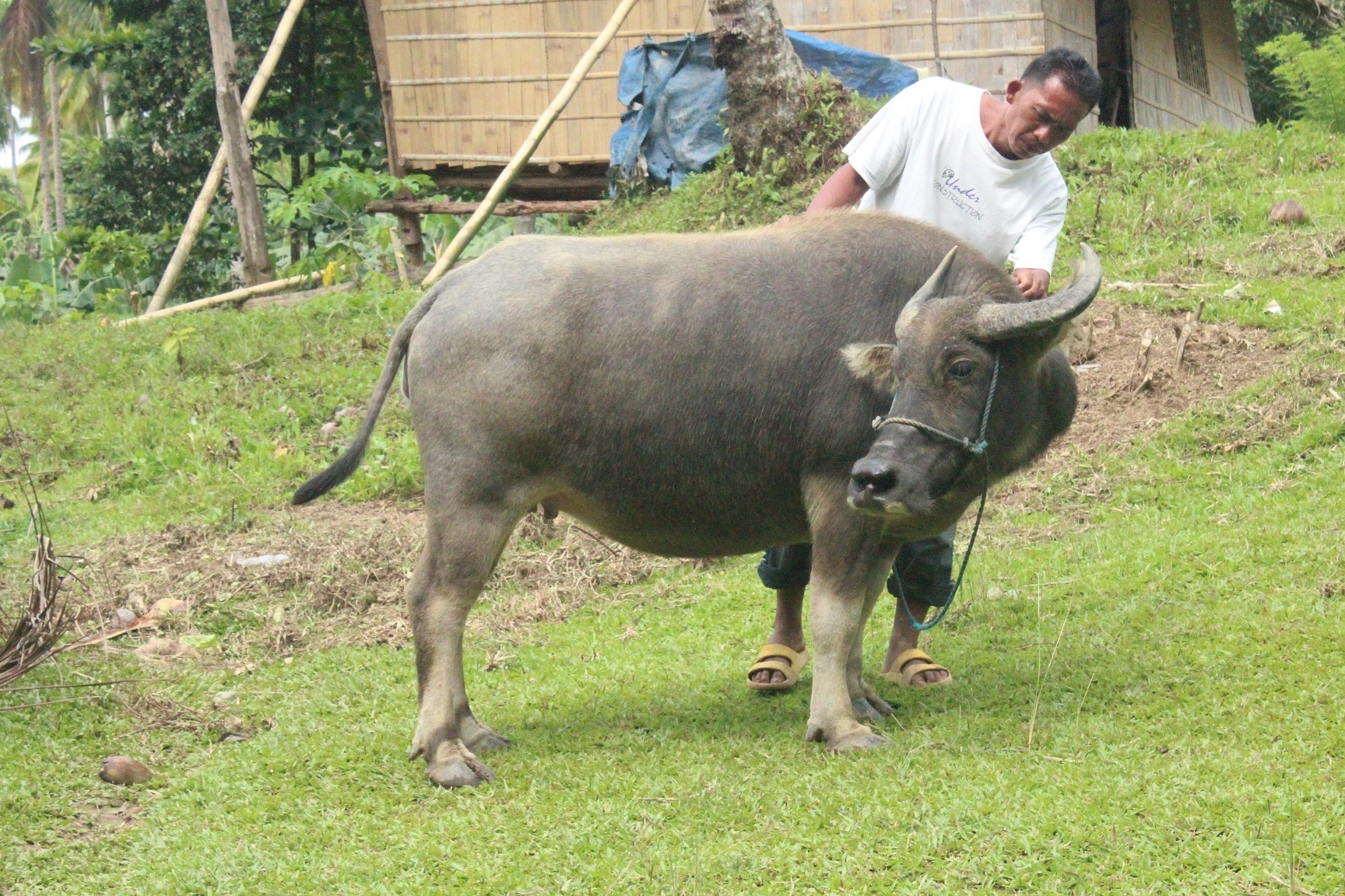 Mindanao Buffalo Bank Project