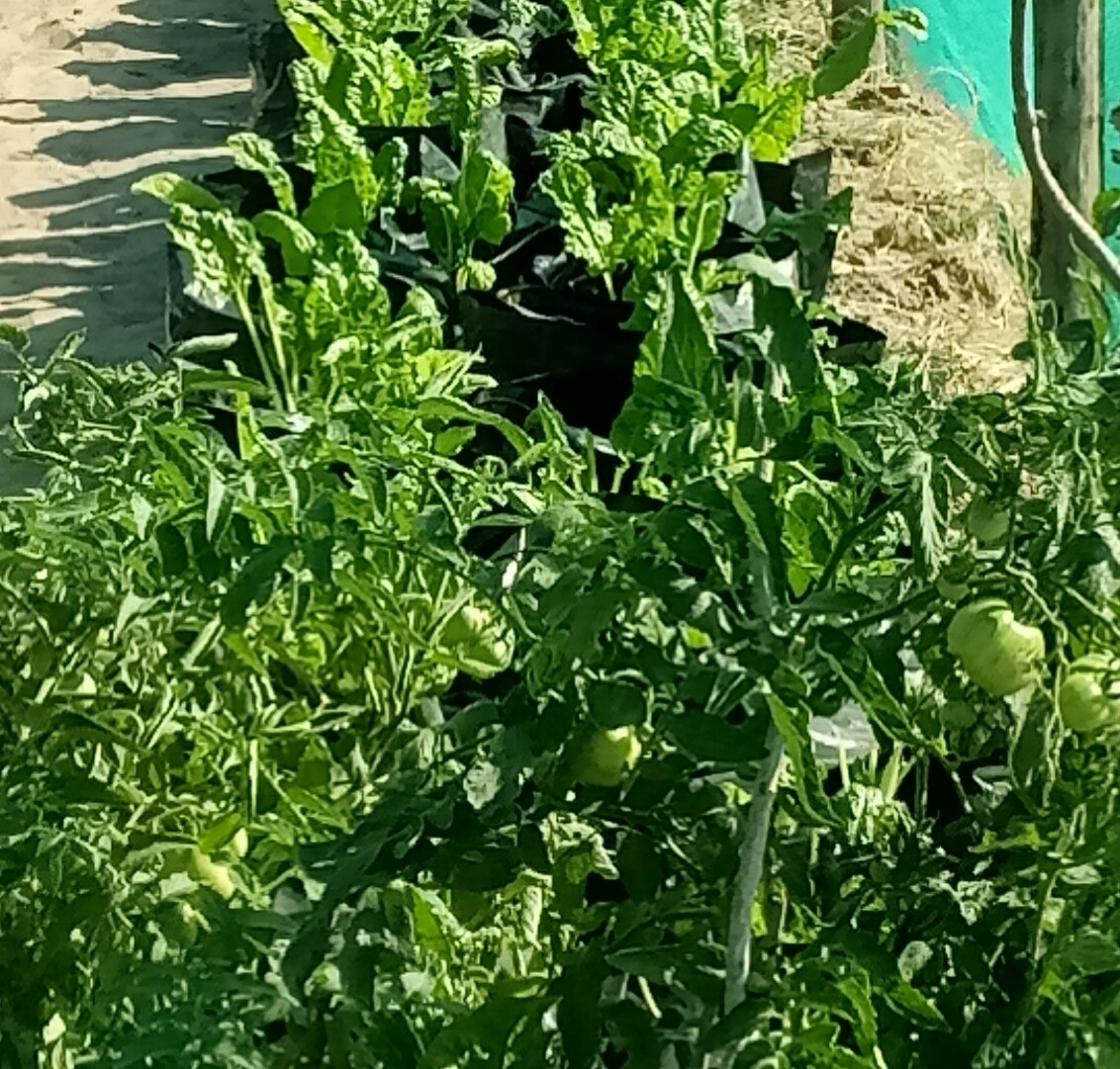 Nutrition and Food Security garden for 50 families
