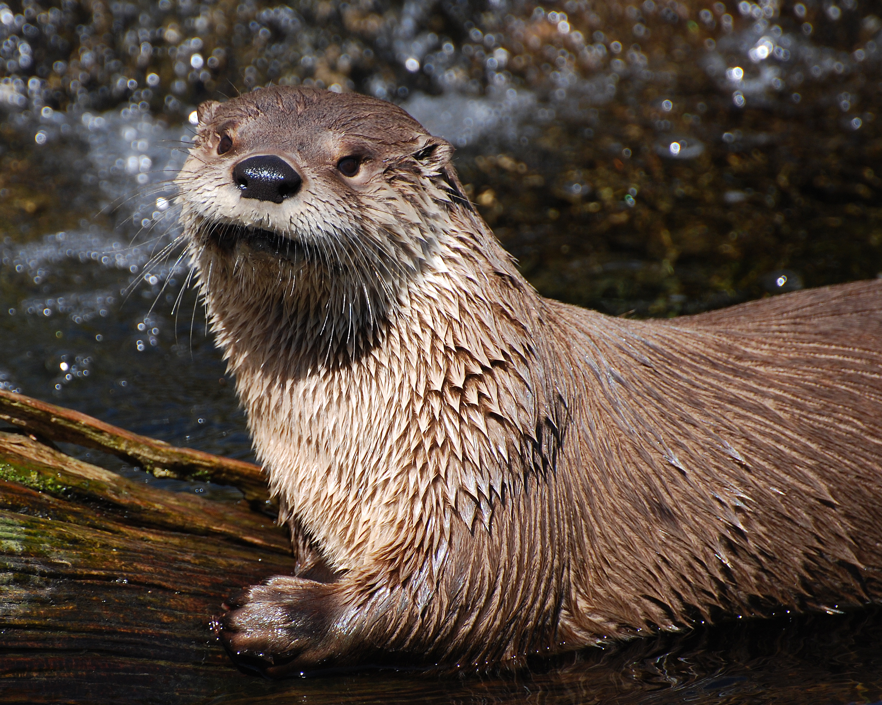 Care for Wildlife at the Virginia Living Museum