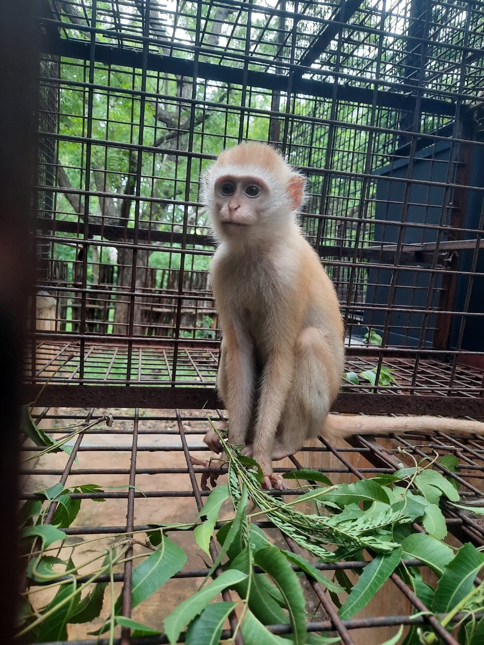Help Maintain Our Monkey Enclosures