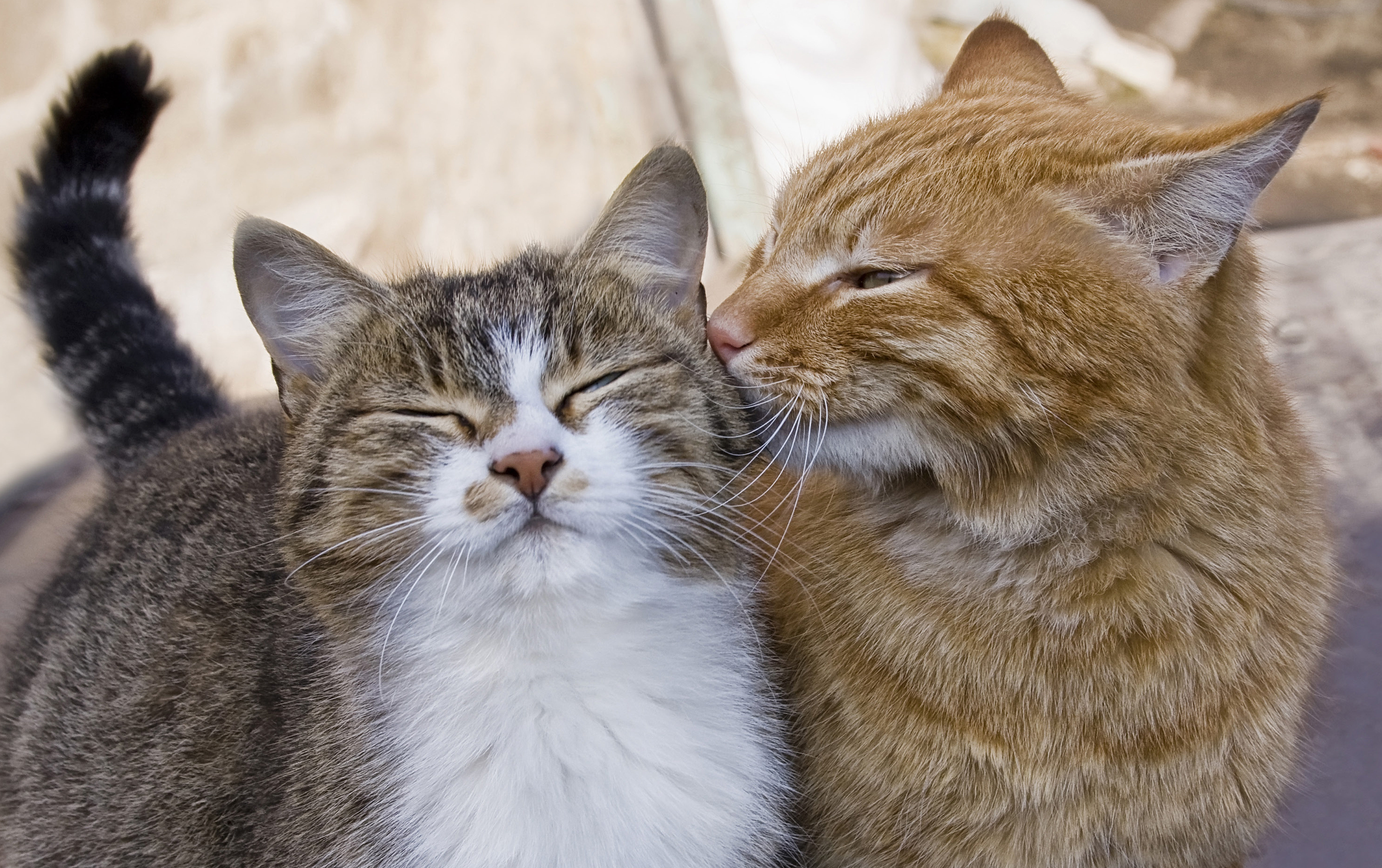 FCCO Spay/Neuter Clinics for Feral and Stray Cats