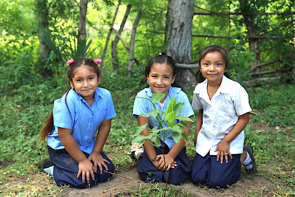 Plant Food Trees for Climate and Hunger