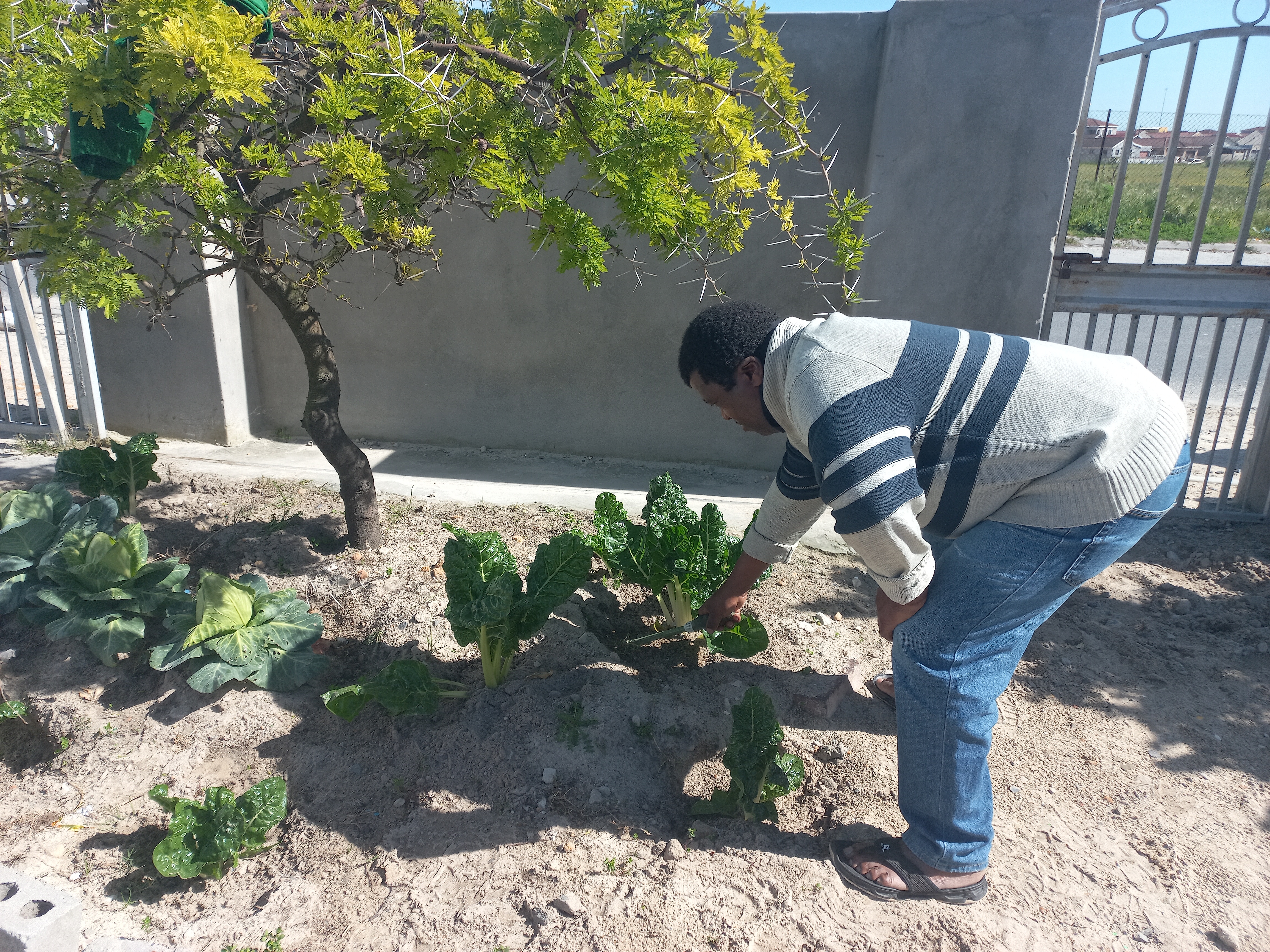 Sijonge Kuwe Food Gardening Project