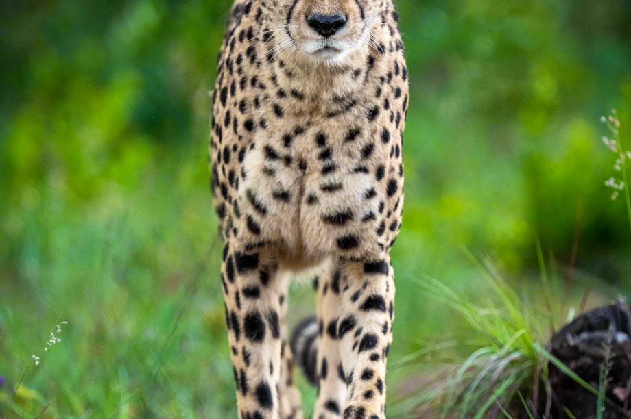 Donate to ZA Cheetah Conservation
