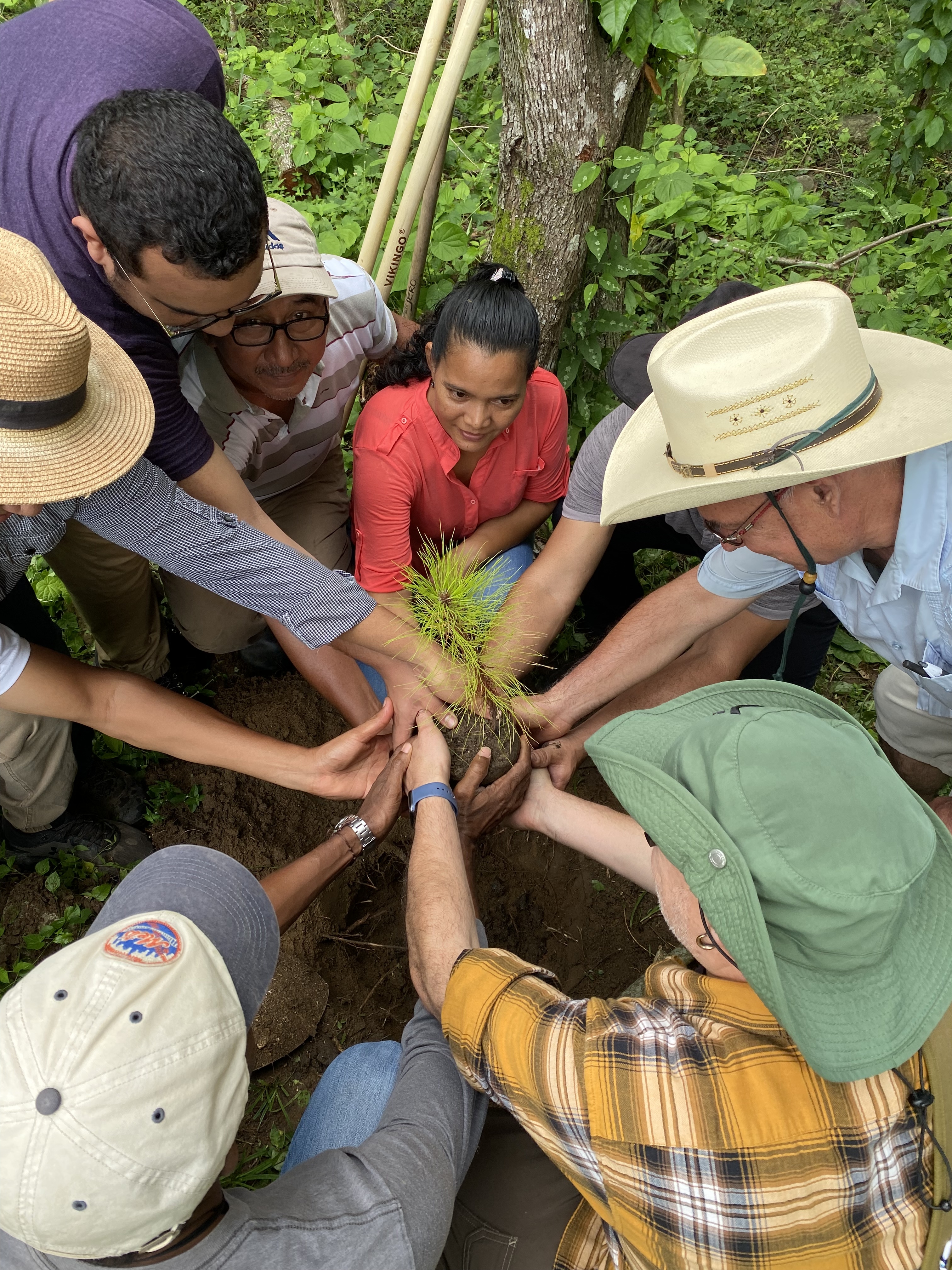 Reforestation for rural livelihoods in Honduras