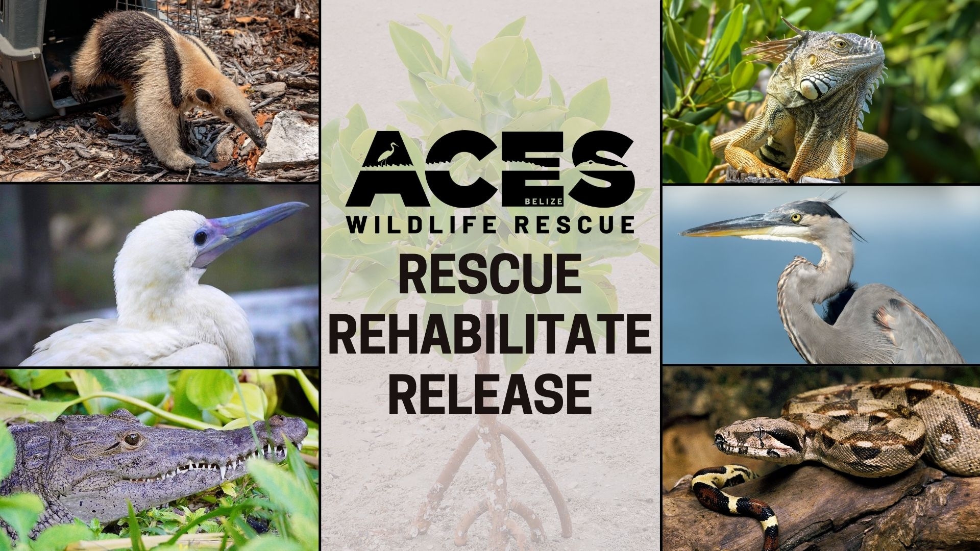 Saving Wildlife On The Cayes of Belize