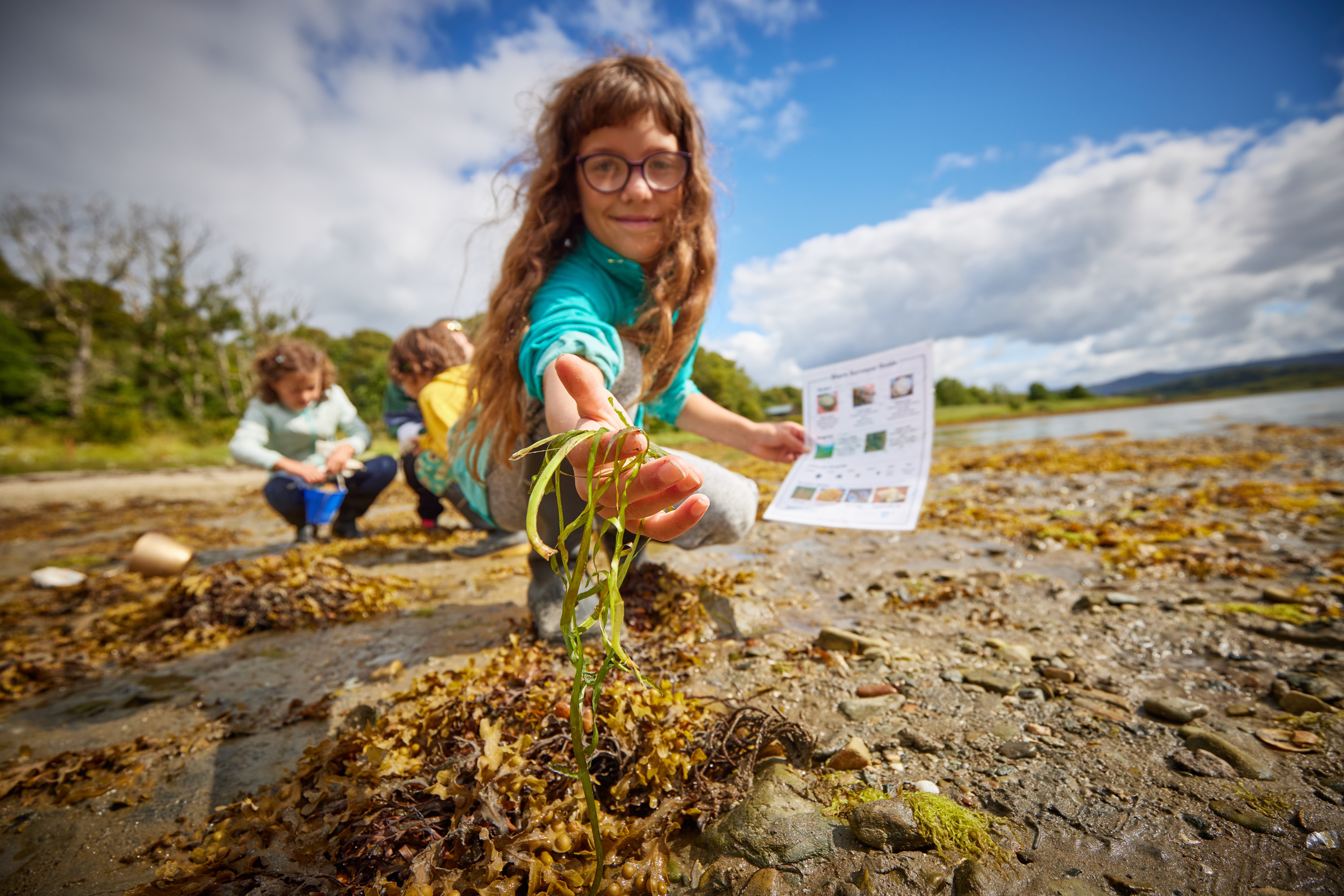 Plant hectares of seagrass meadow