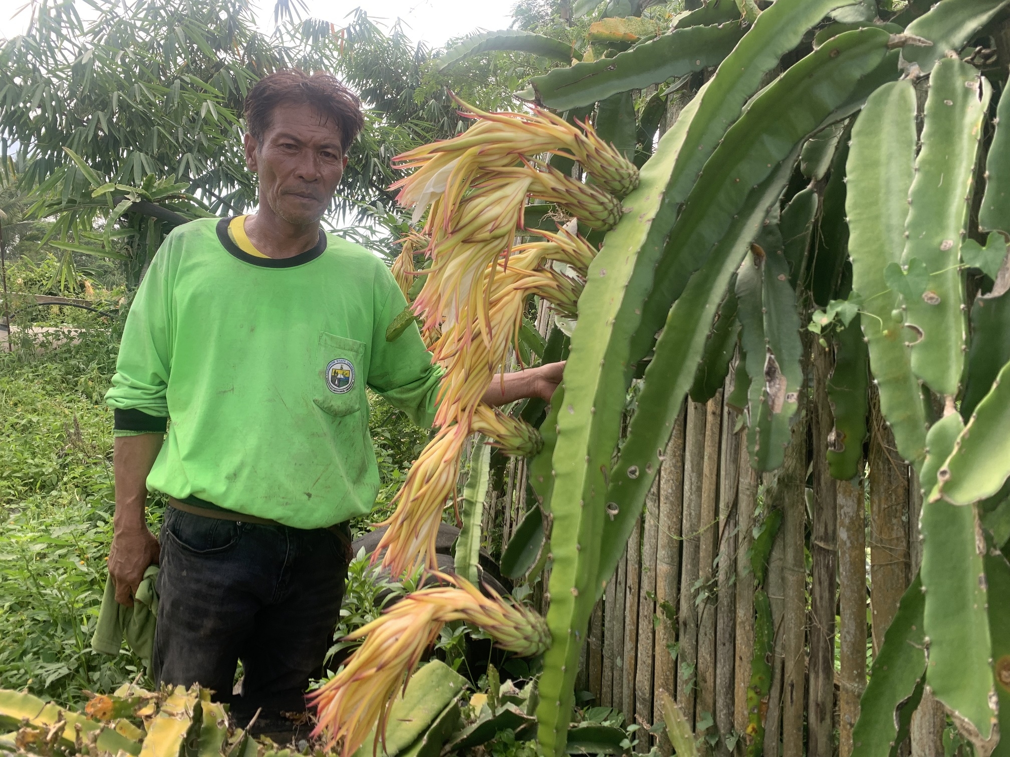 Dragon-fruit Social Enterprise Project