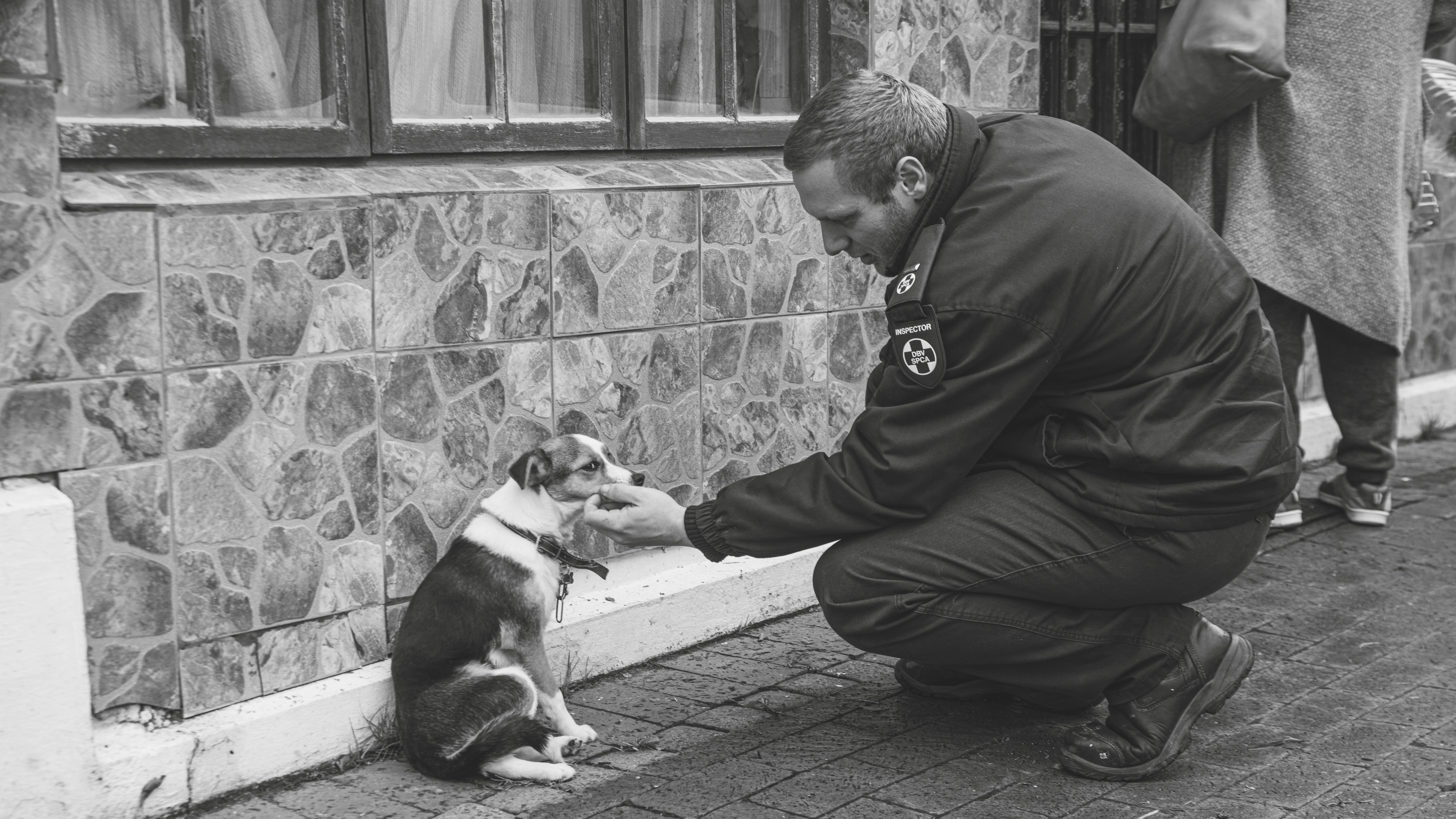 Sterilise animals in Cape Town & prevent suffering