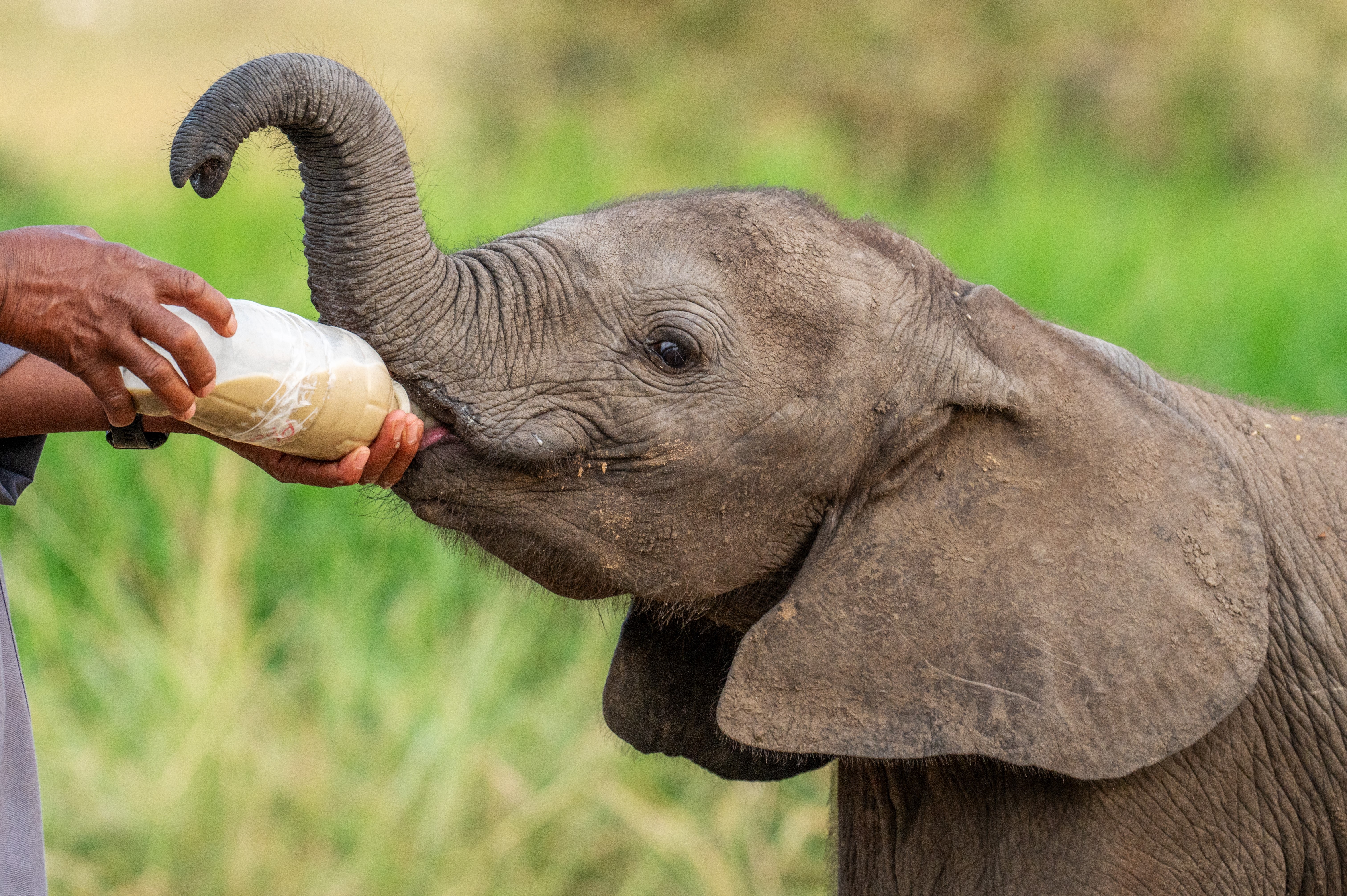 Donate To Hoedspruit Elephant Rehabilitation & Development