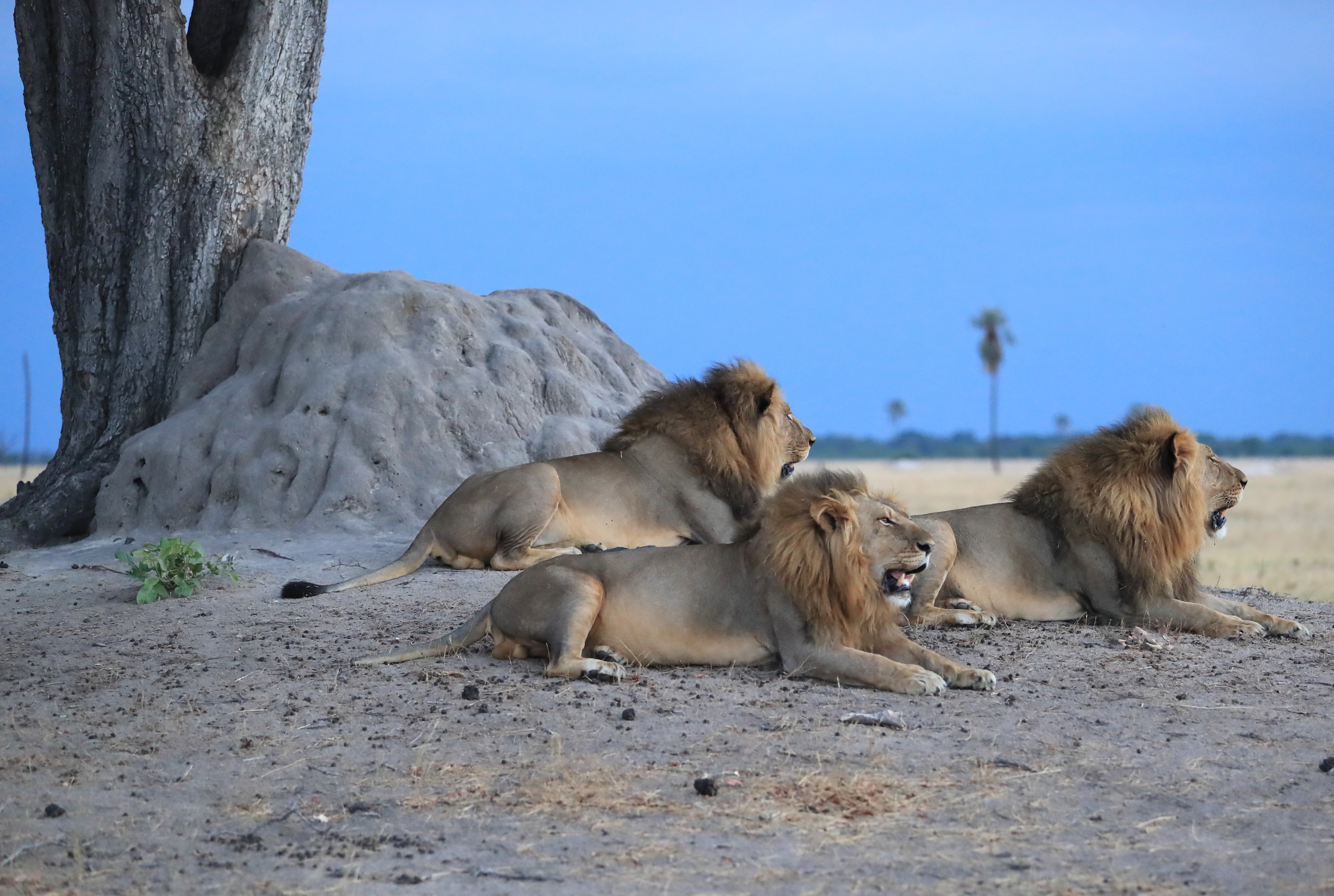 Help Protect Free Roaming Lions in Southern Africa