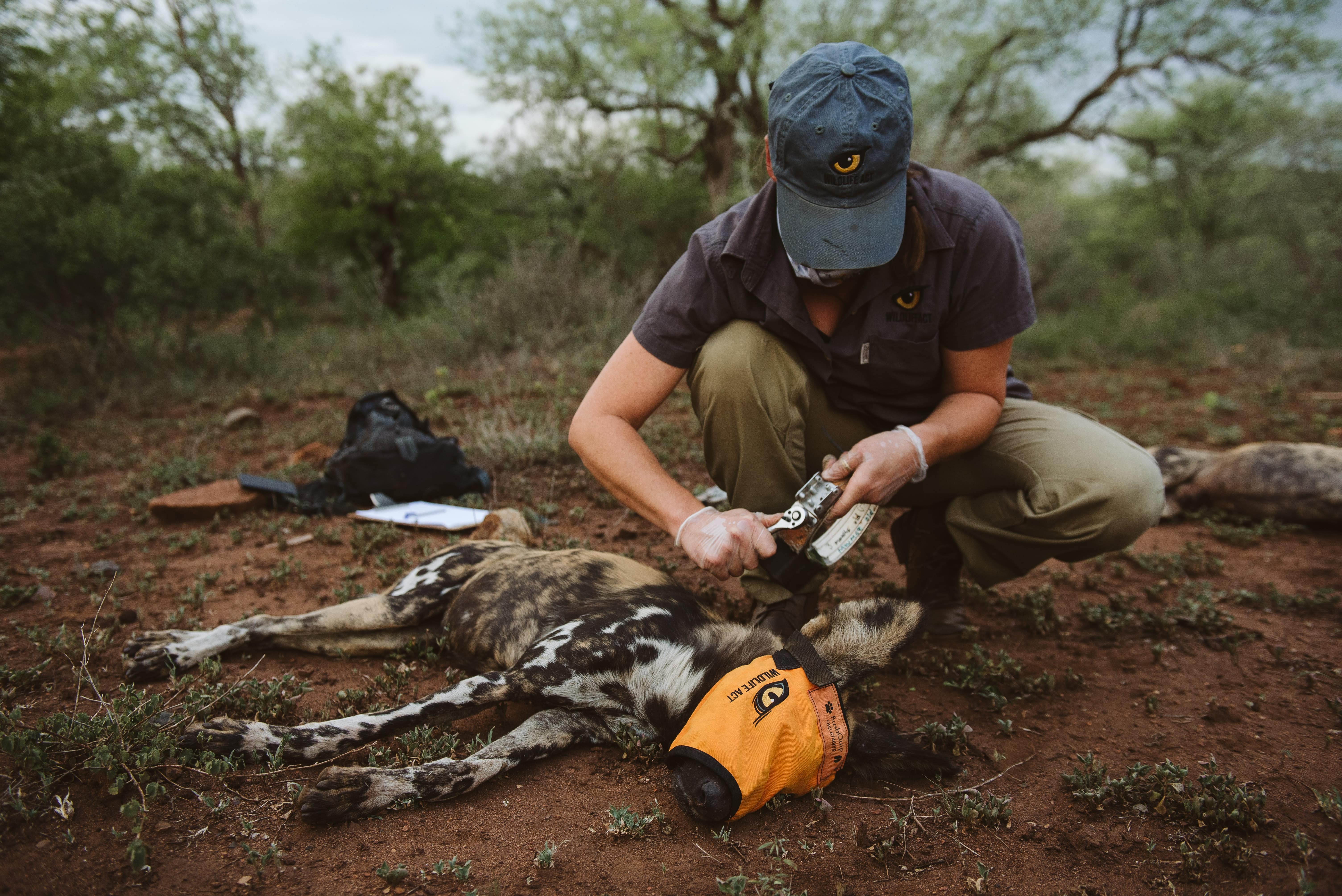 Protecting Endangered Species with Wildlife ACT