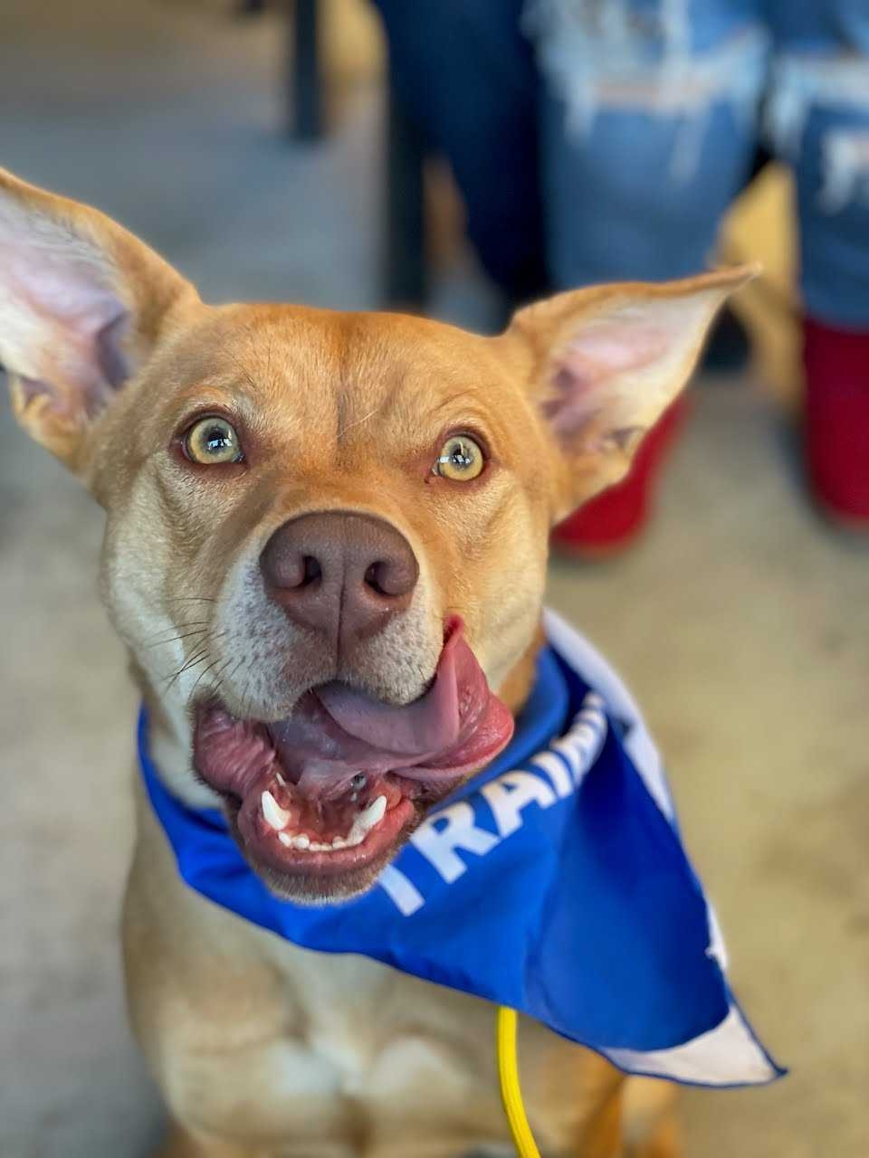 Give Central Valley Dogs a Second Chance