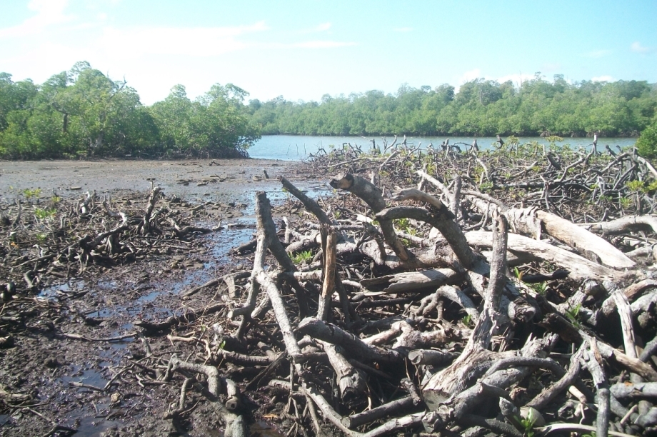Reforestation for Natural Disaster Mitigation