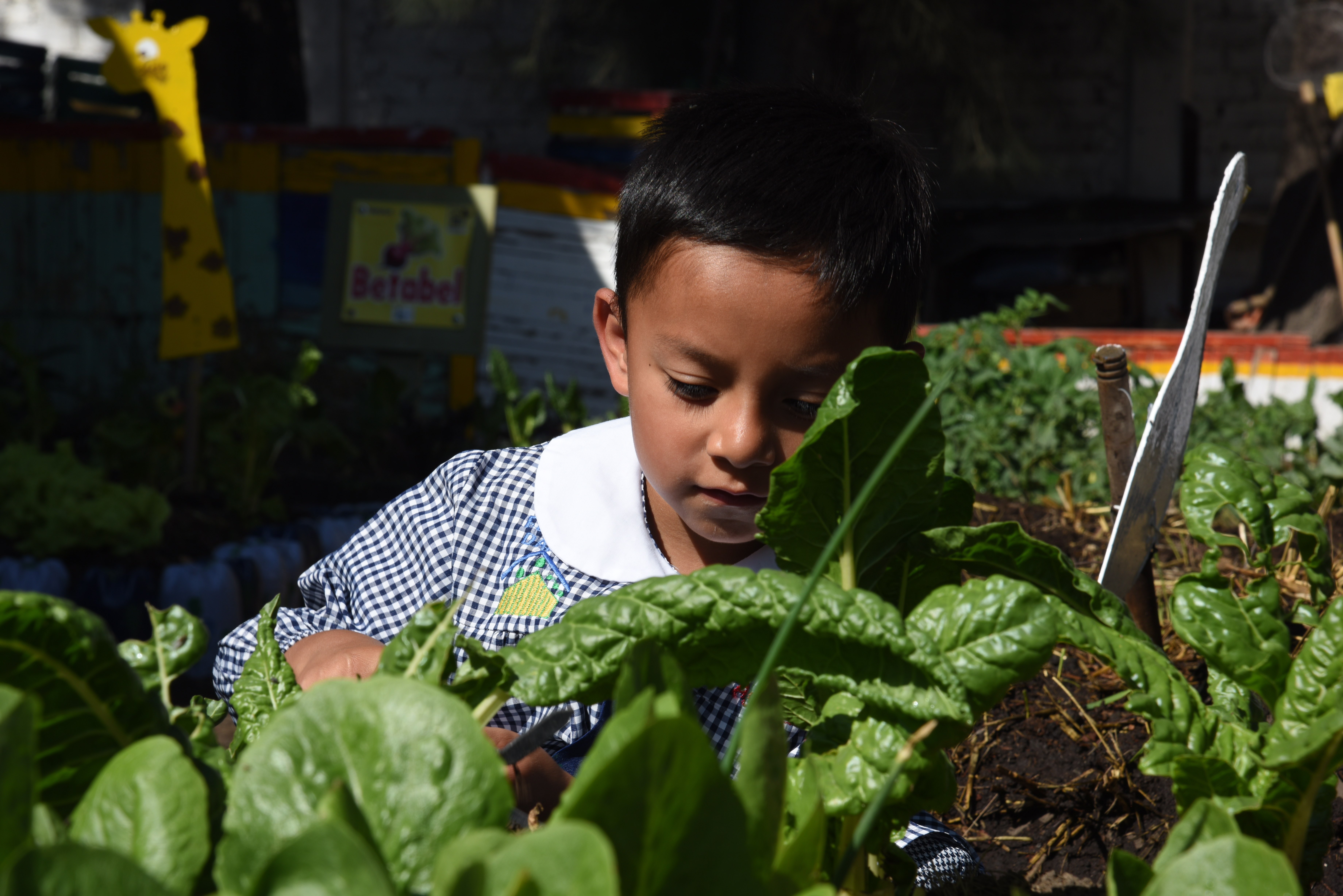 School Gardens in low-income communities