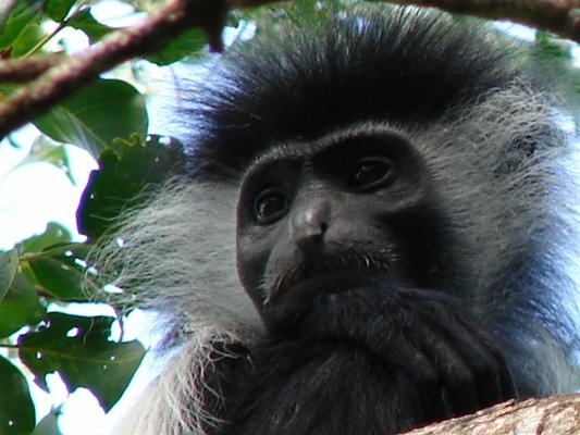 Help protect Colobus Monkeys & forest in Kenya