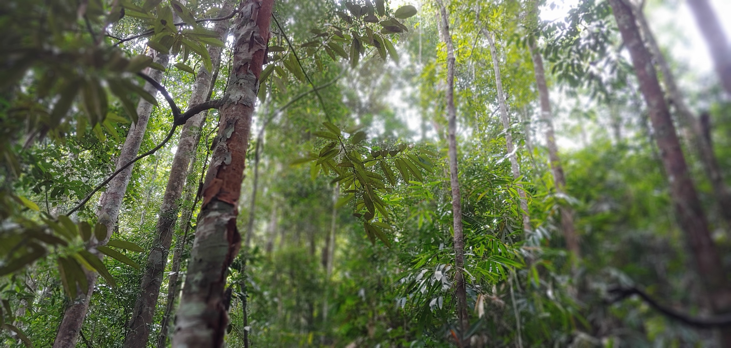 Rainforest Land Conservation in Sri Lanka