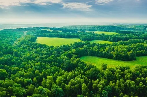 Green Is Gold Project In Uganda