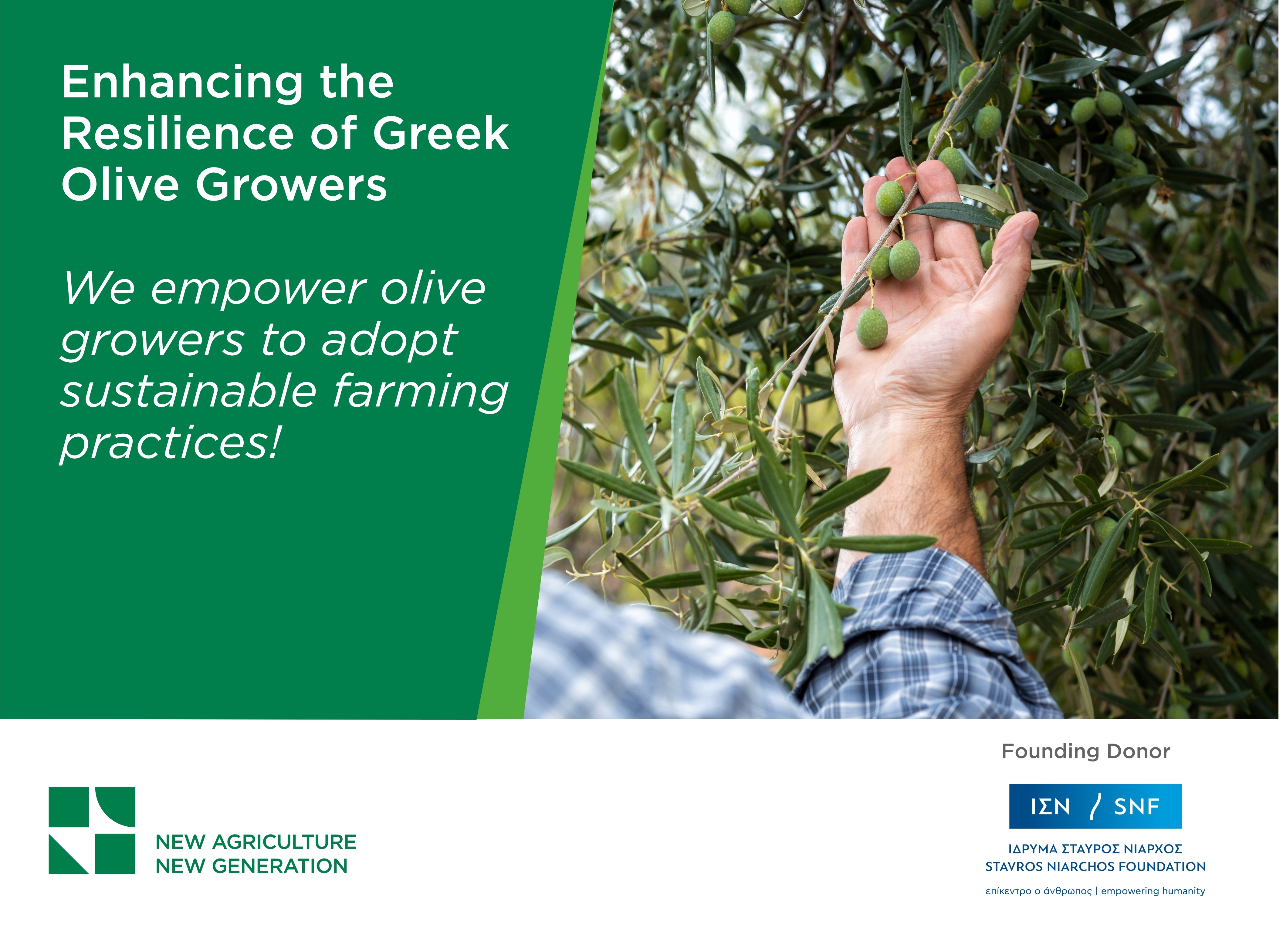 Enhancing the Resilience of Greek Olive Growers