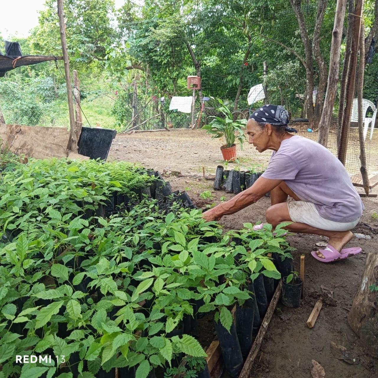 100,000 Trees for Azuero, Planting our Future