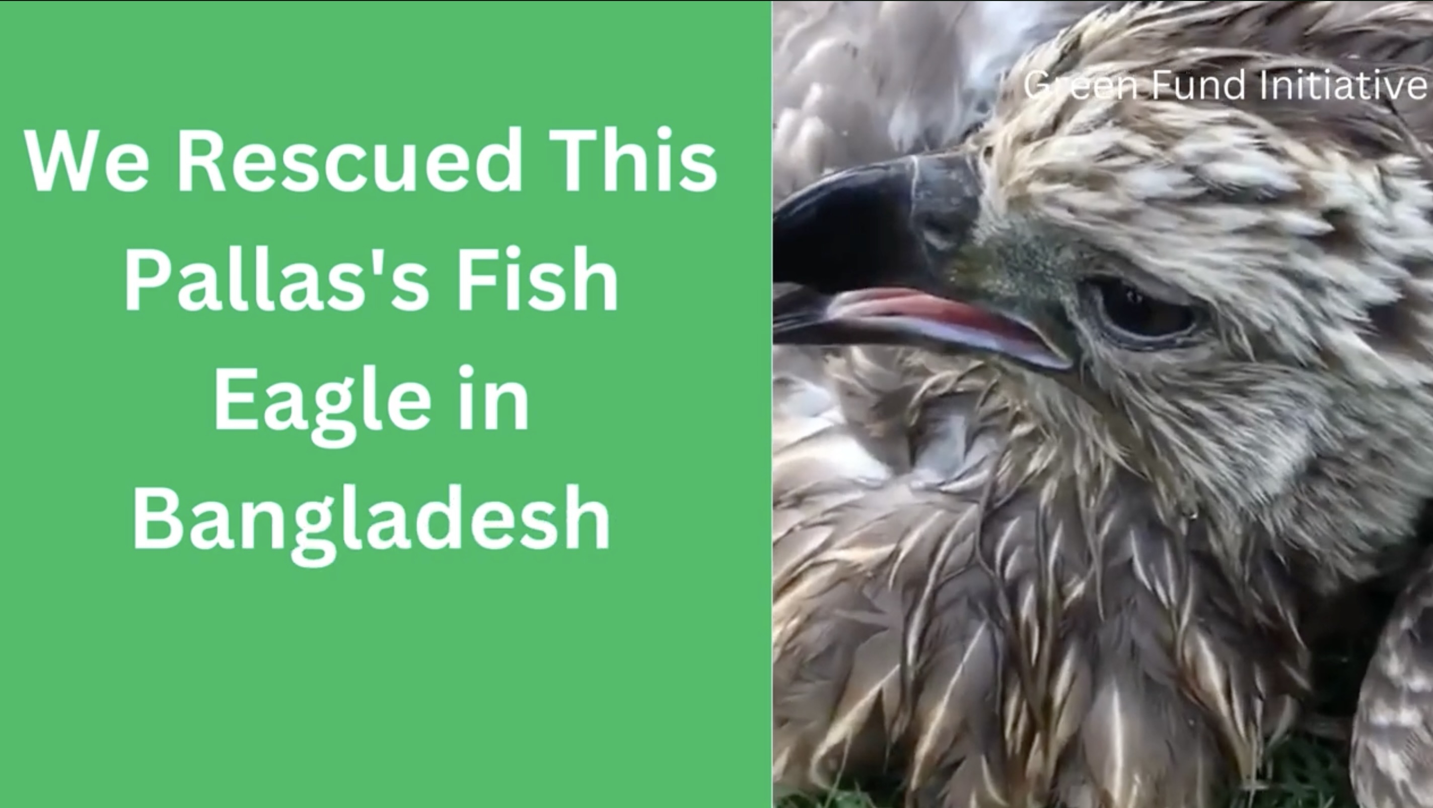 Protect Endangered Eagles in Bangladesh