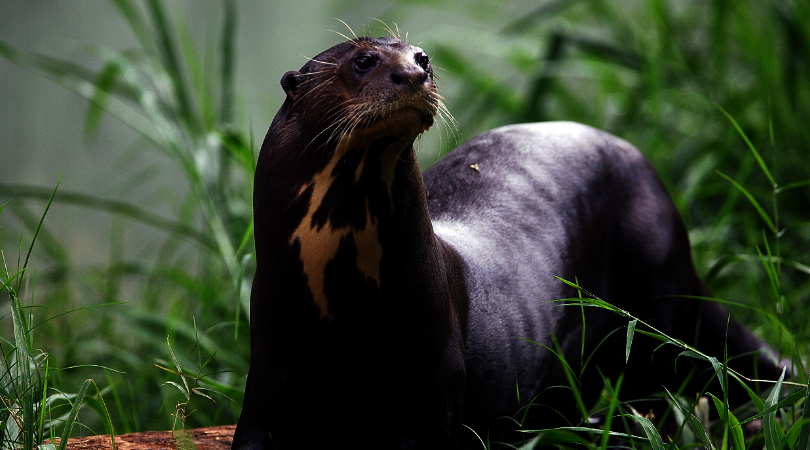 Suport Women Scientists Saving Endangered Wildlife