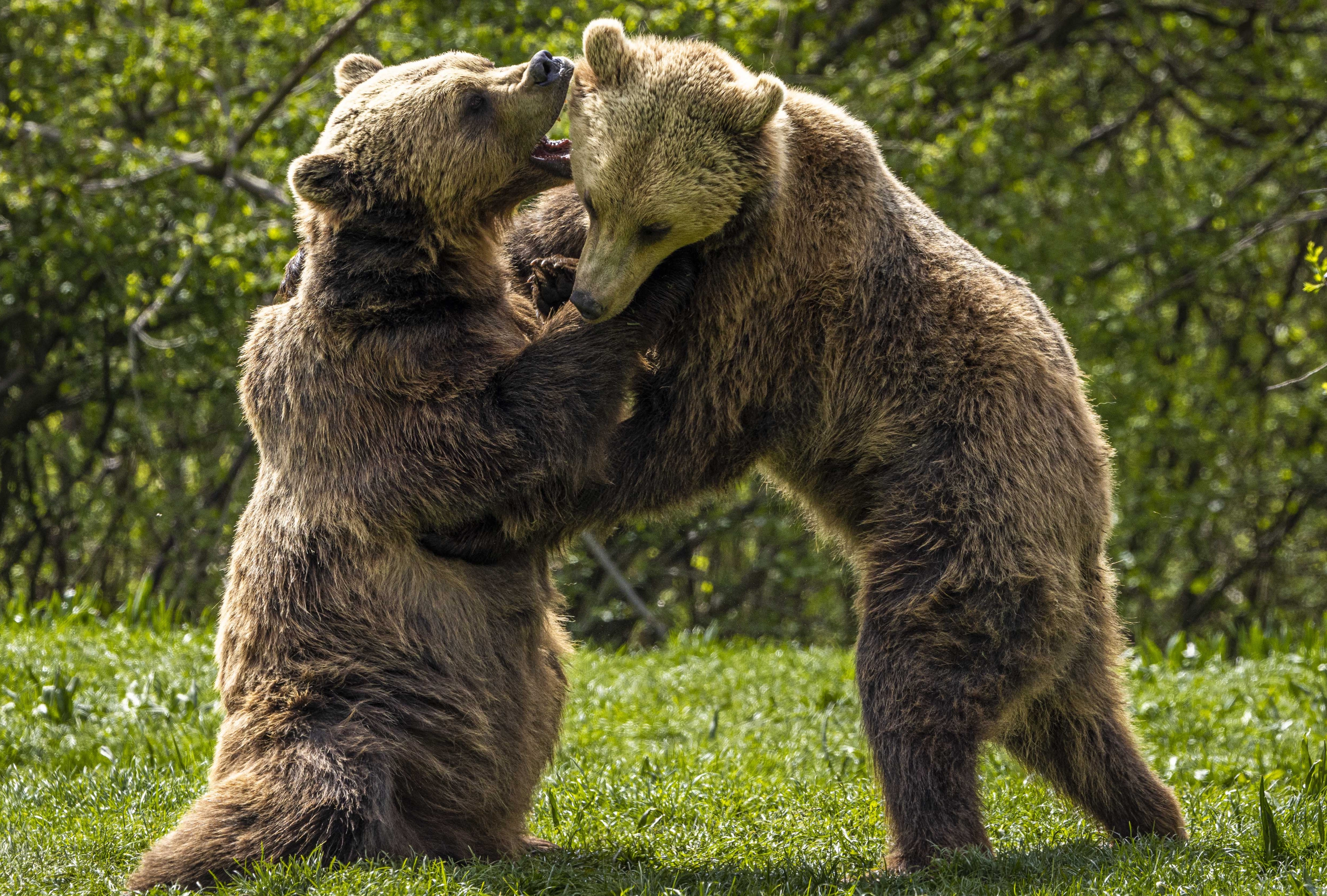 Romanian Bear Sanctuary