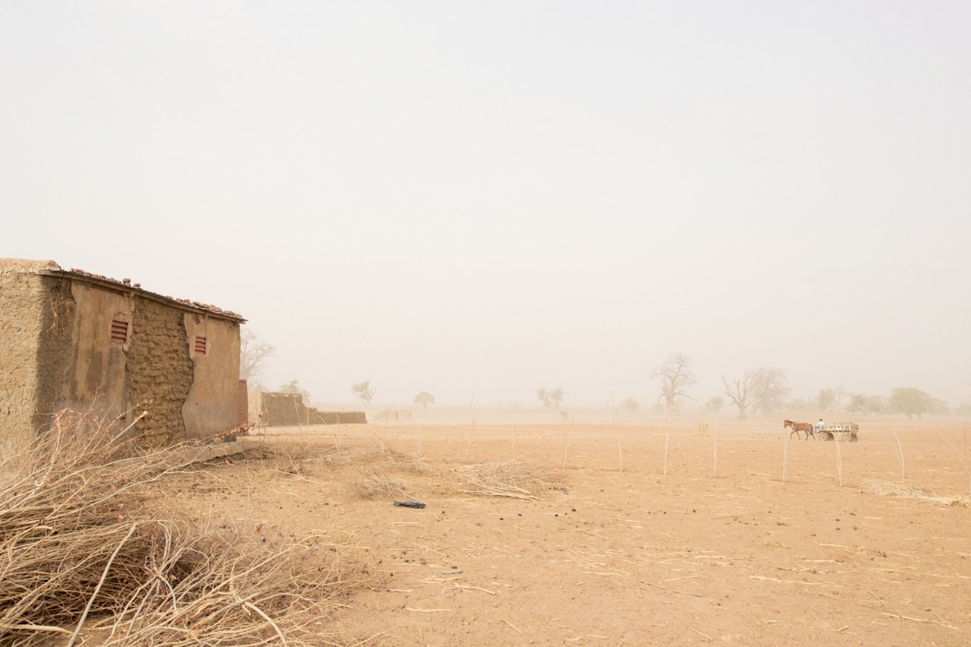 Green Zamfara Initiative -Plan One Million Tree