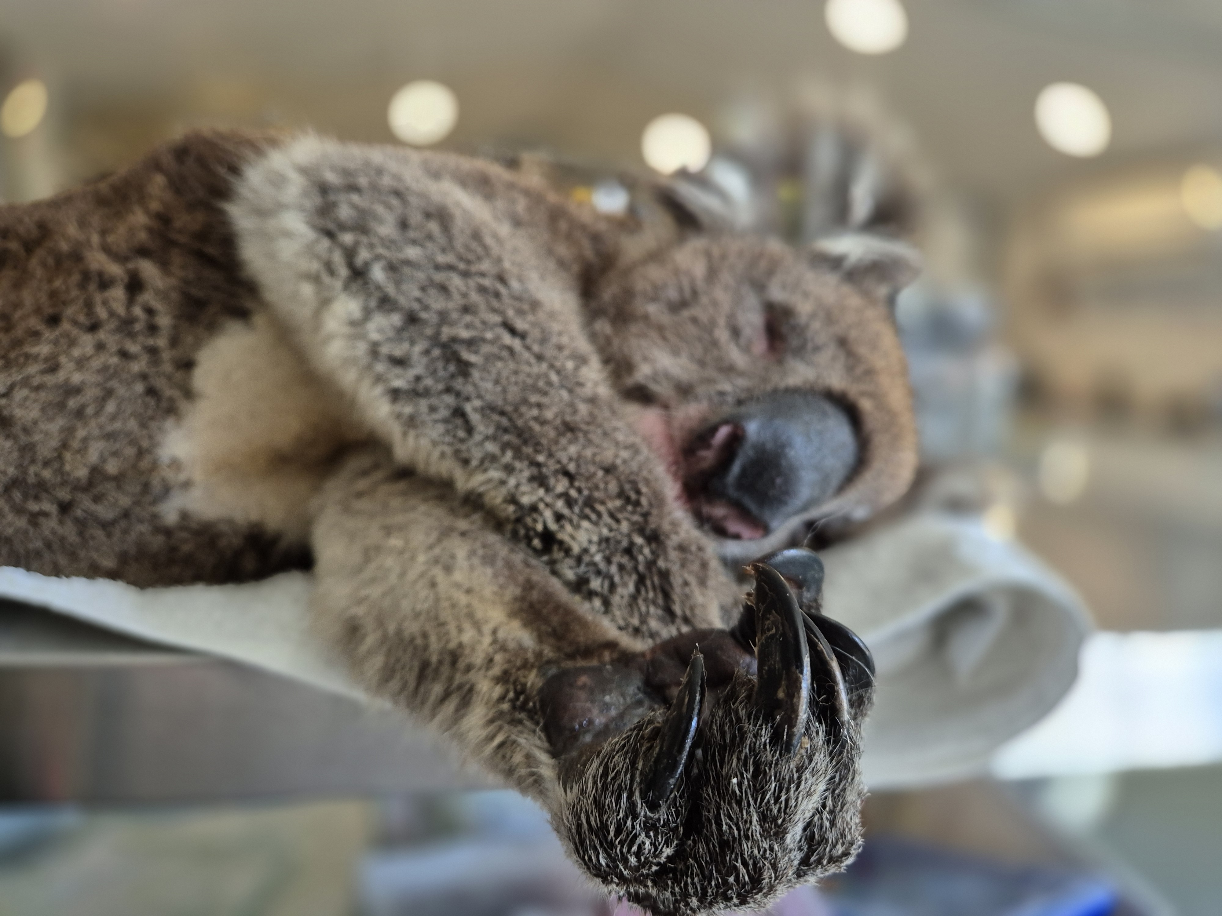 Our critical care wildlife need you!