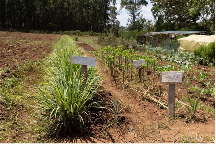 Teach permaculture& Fight Food Insecurity in Kenya