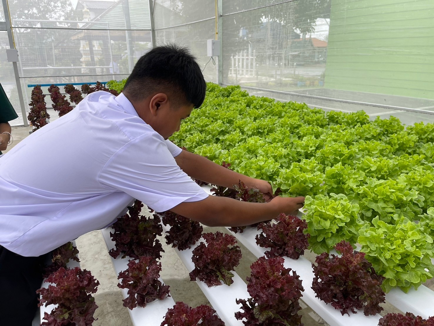 The Science-Based School Farming in rural areas