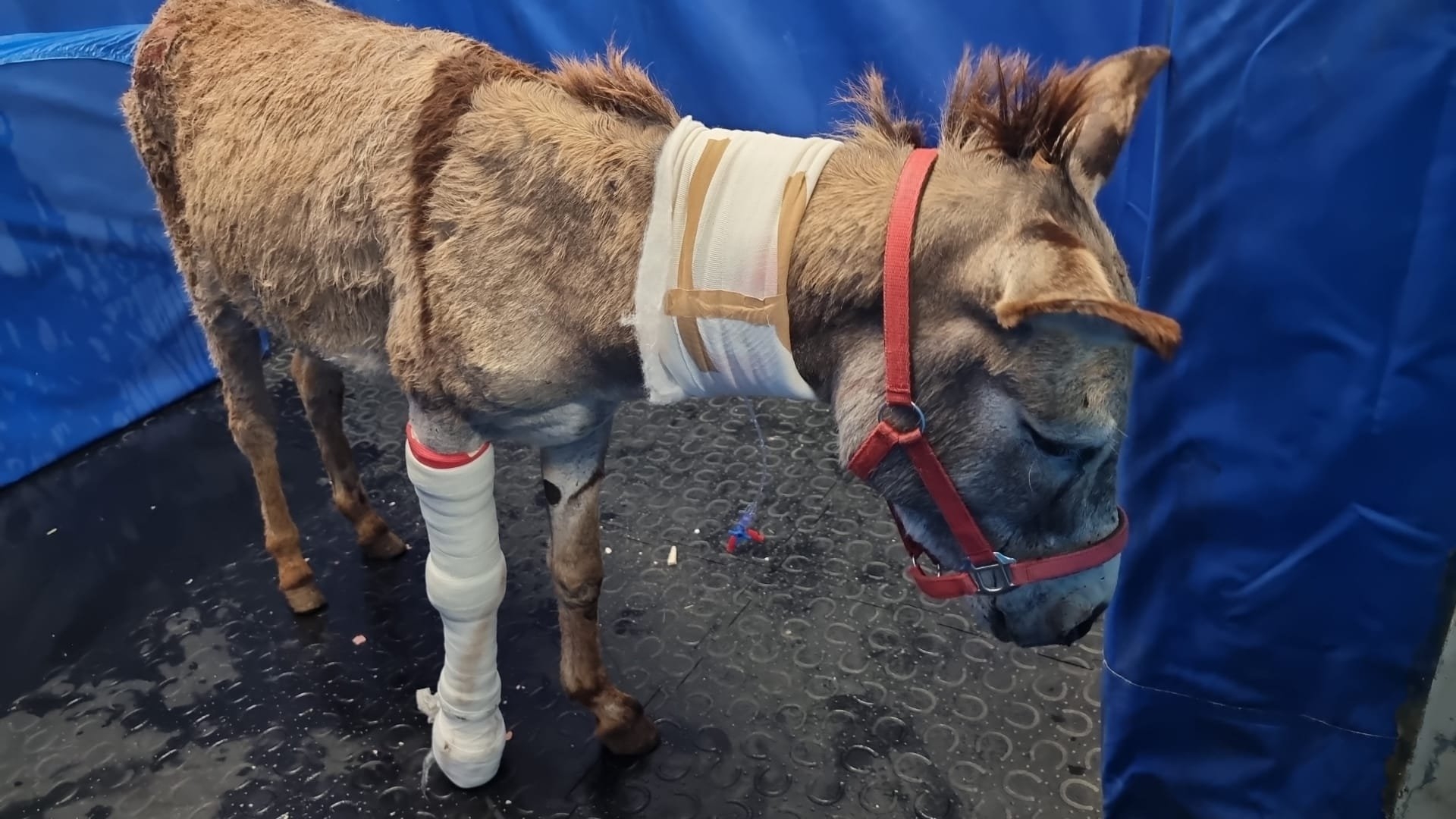 Appeal to Save the Donkeys of Gaza