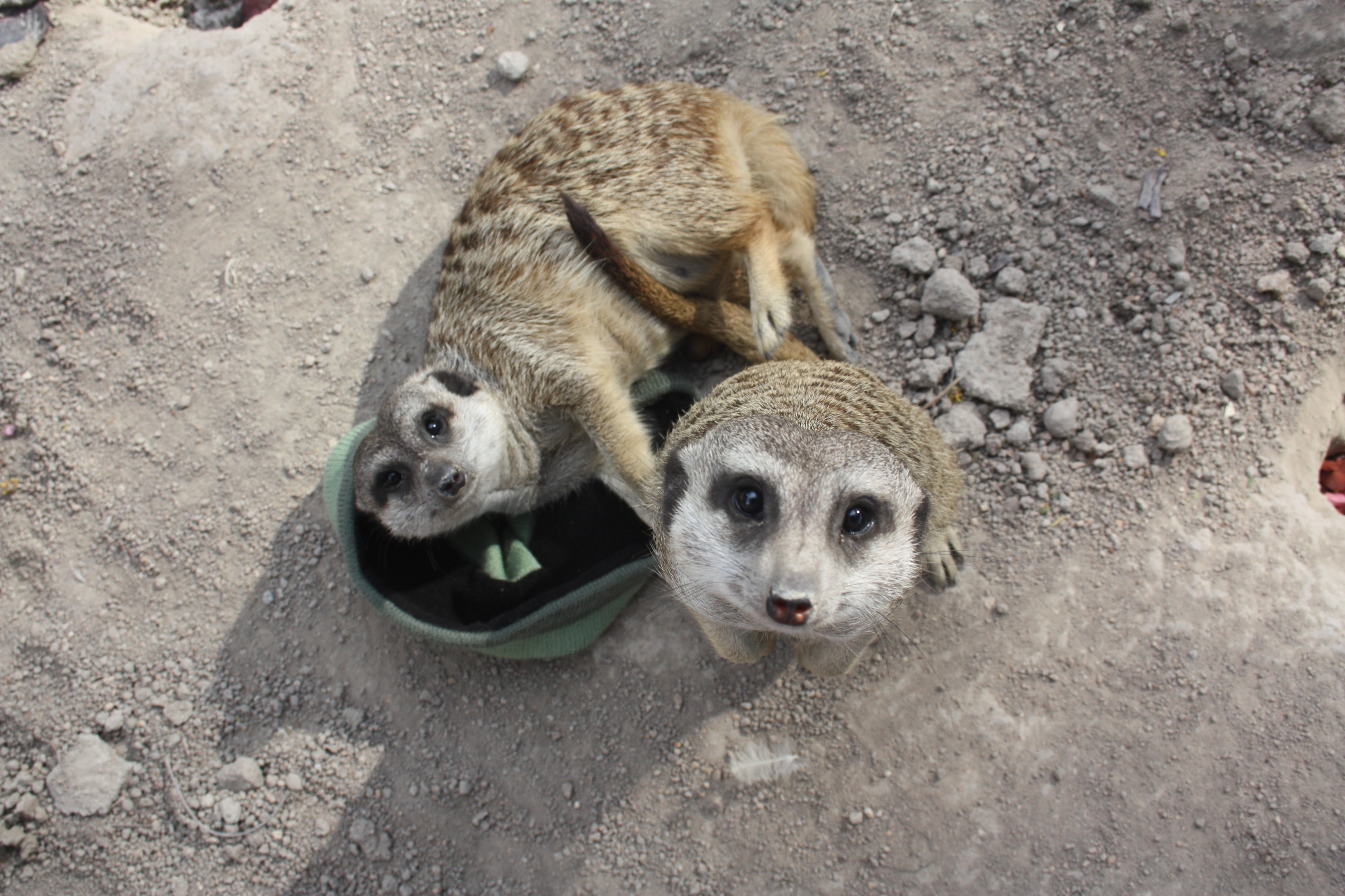 Adopt orphaned meerkats