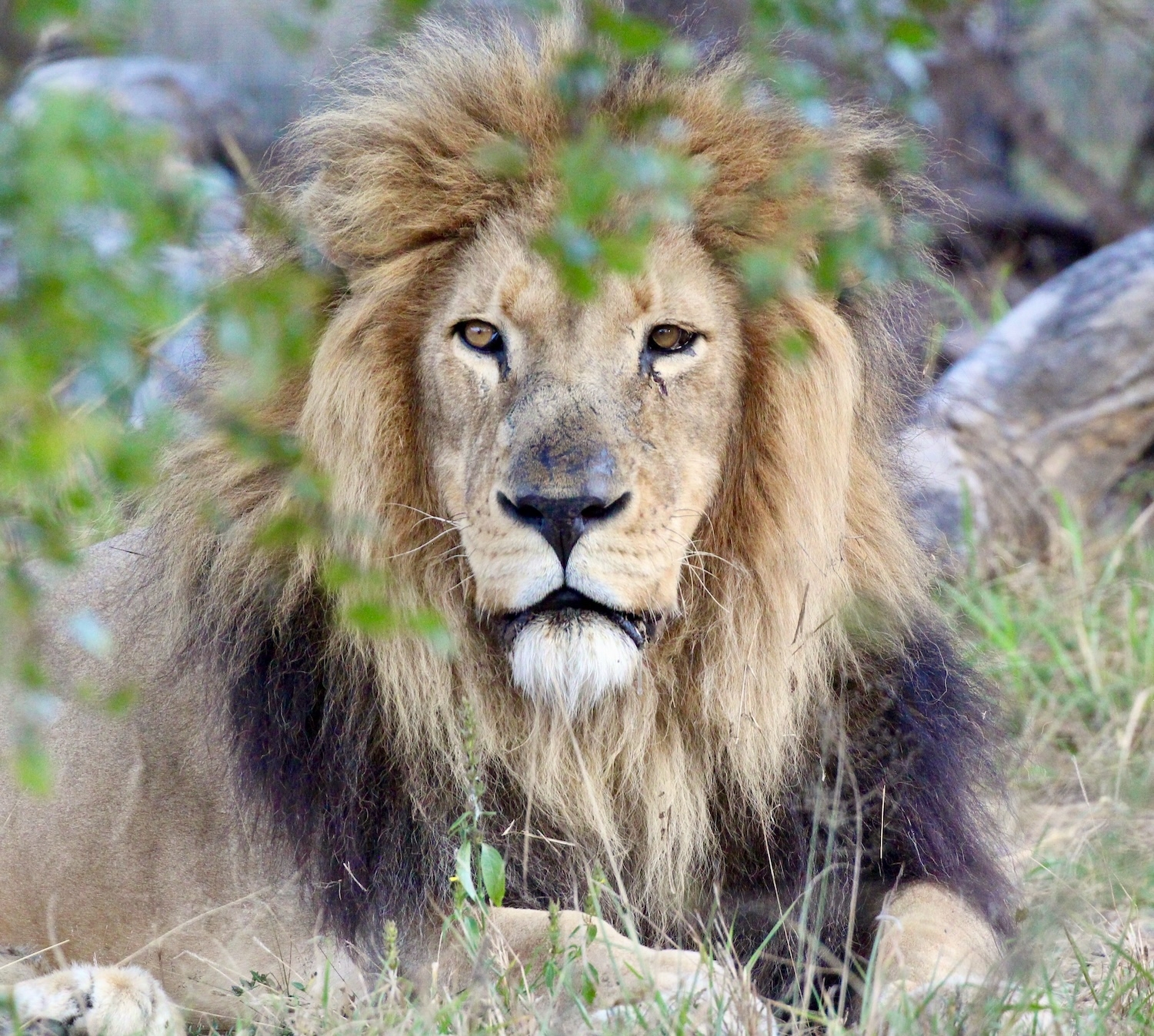 Give Telo the Life He Deserves