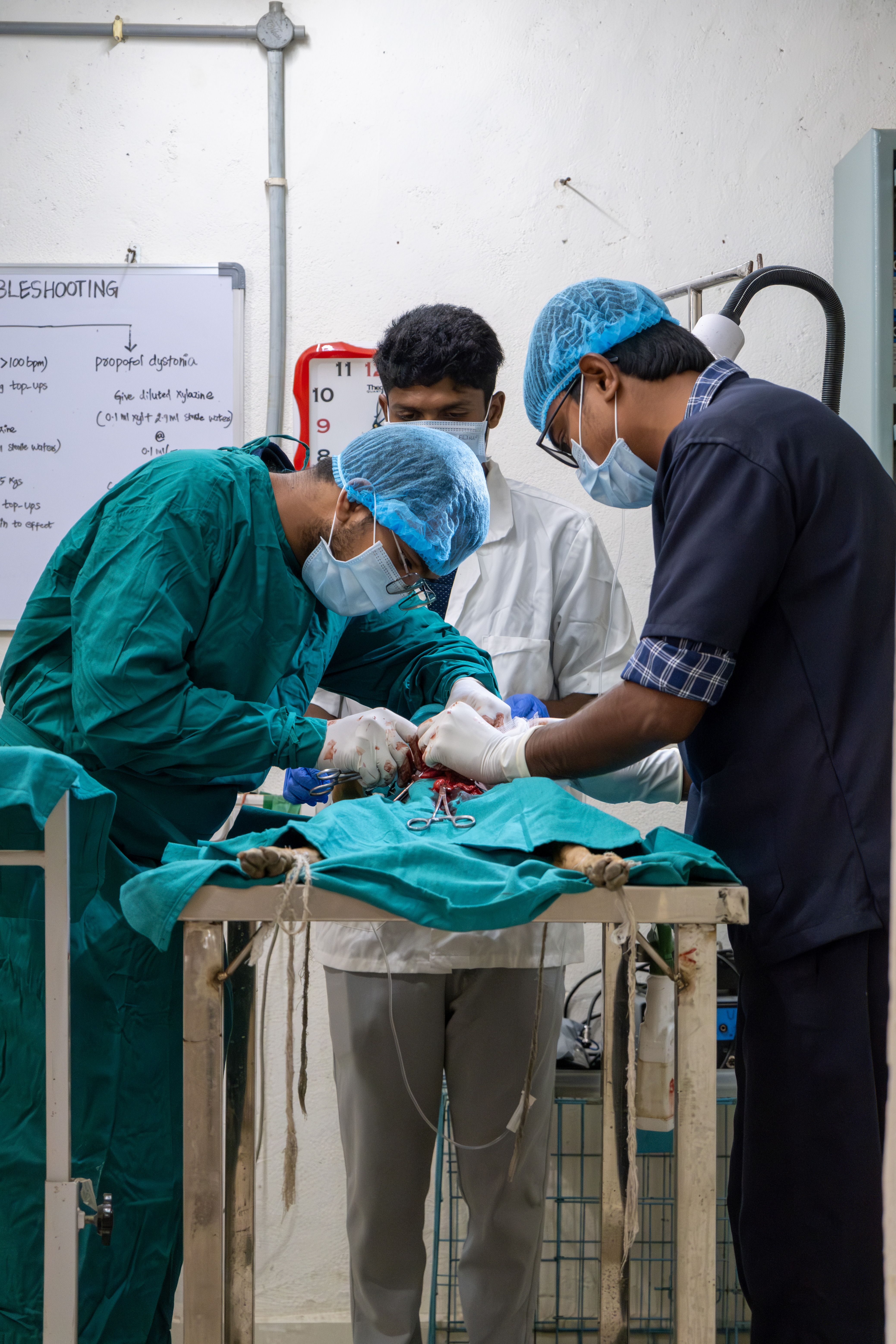 Spay Neuter India's 5000 Stray Dogs and Cats