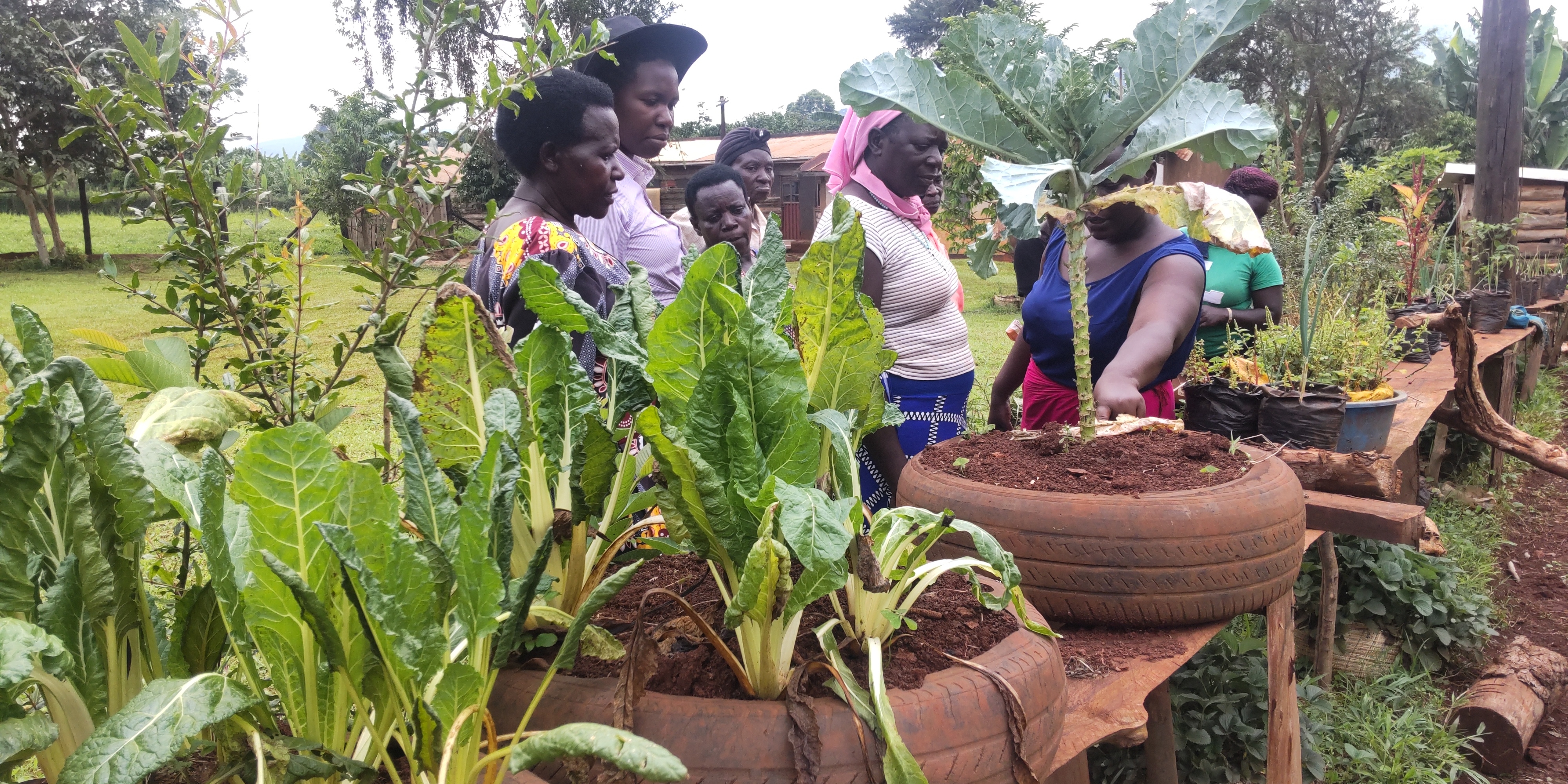 Reducing Food Insecurity through Vegetable Farming