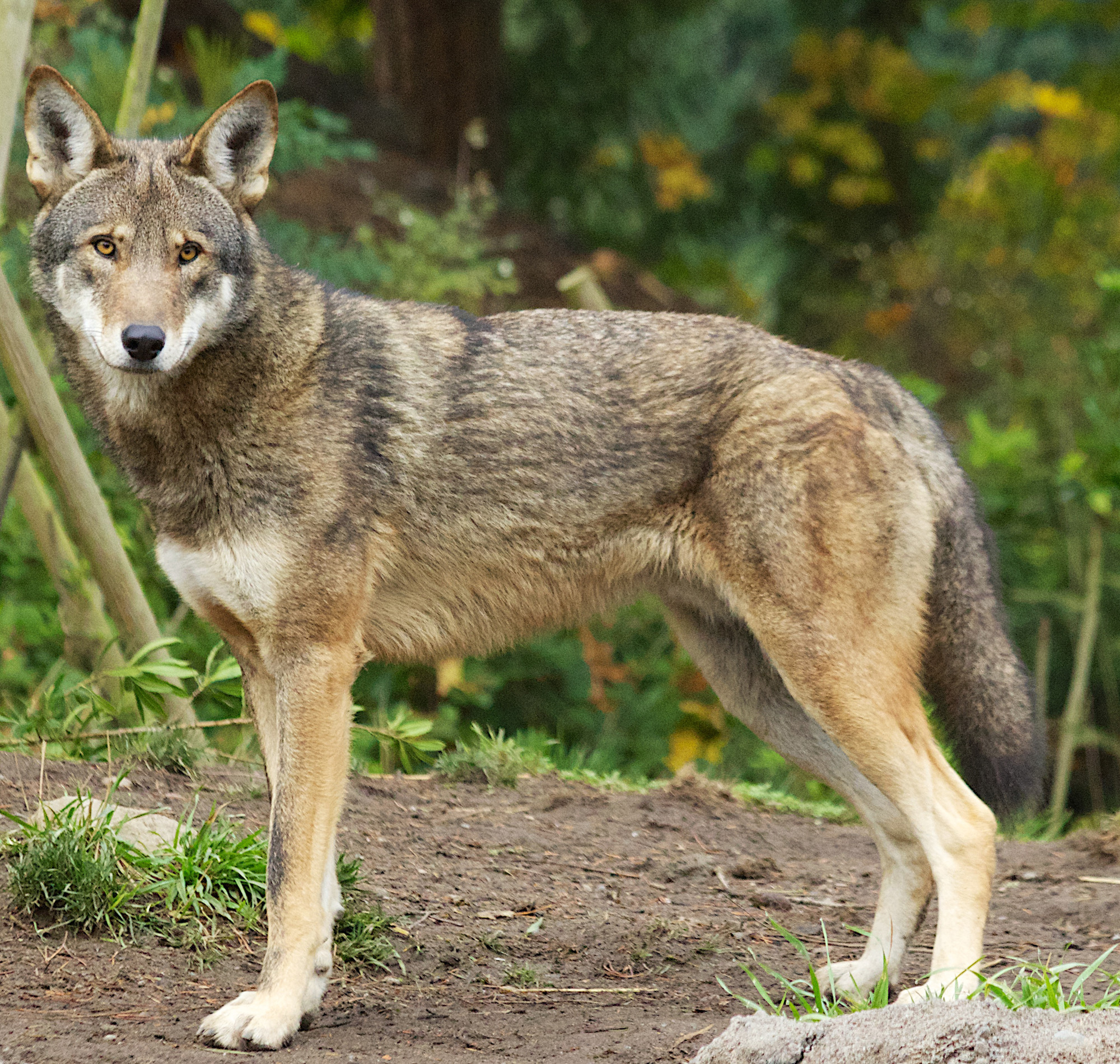 Red Wolf Wildlife Crossing Fund