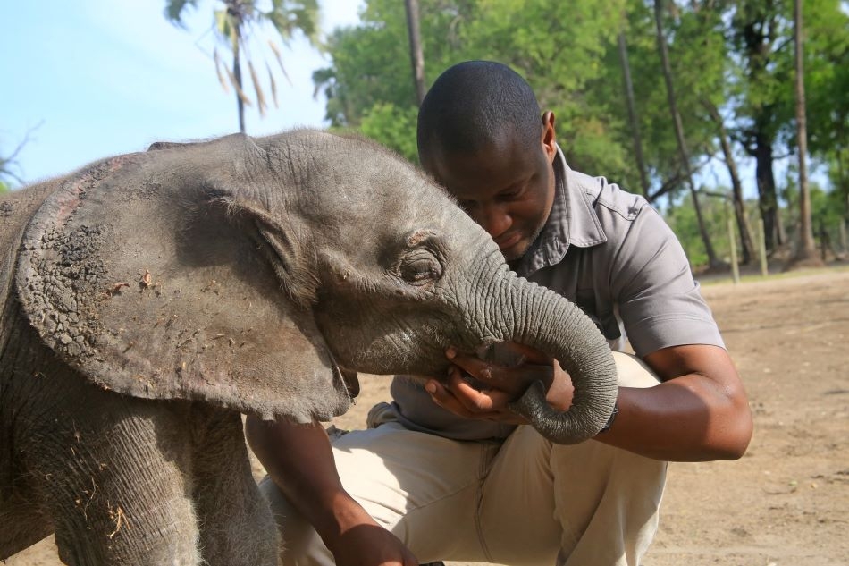 Rescue and Protect Orphaned Elephants in Botswana
