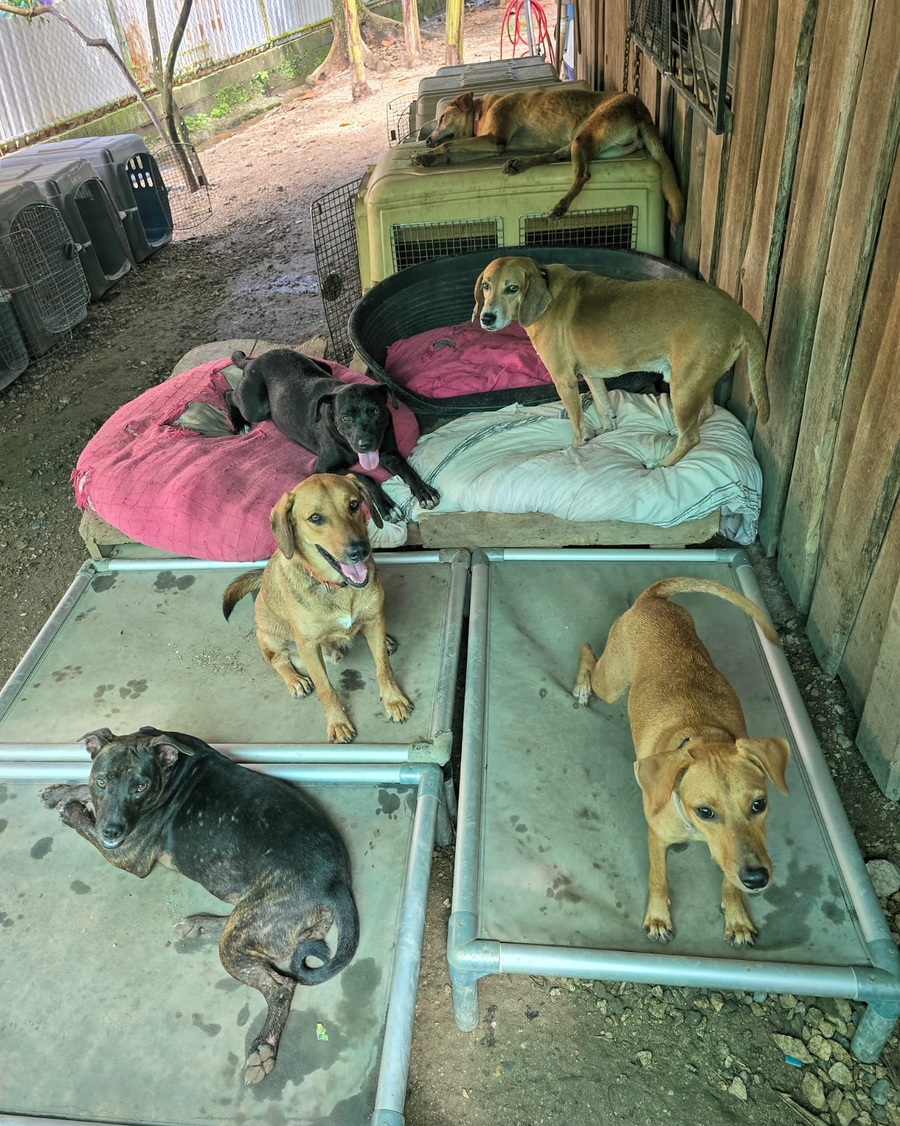 Rescue & Rehome 100s of Street Dogs in Costa Rica