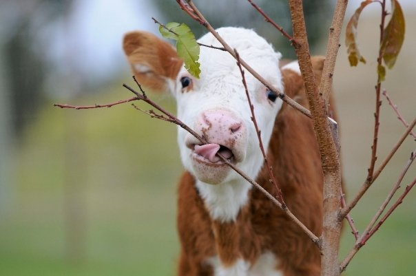 Planting orchards for rescued animals