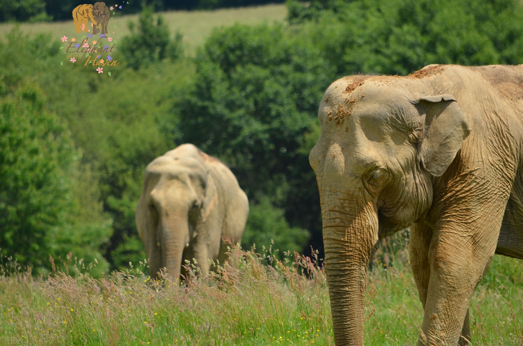 Funds for European sanctuary for retired elephants