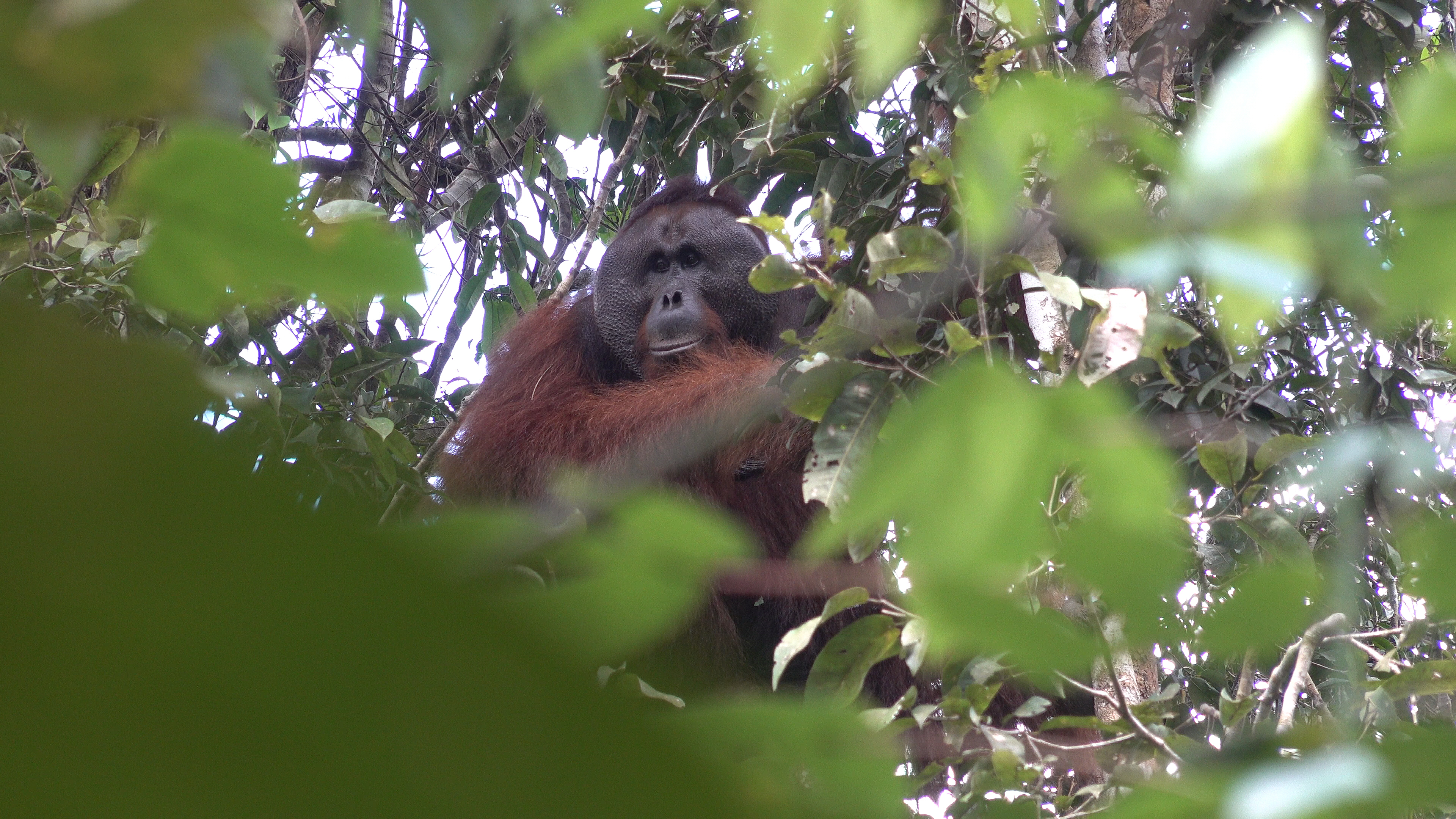 Help us to save the forest of orangutans !