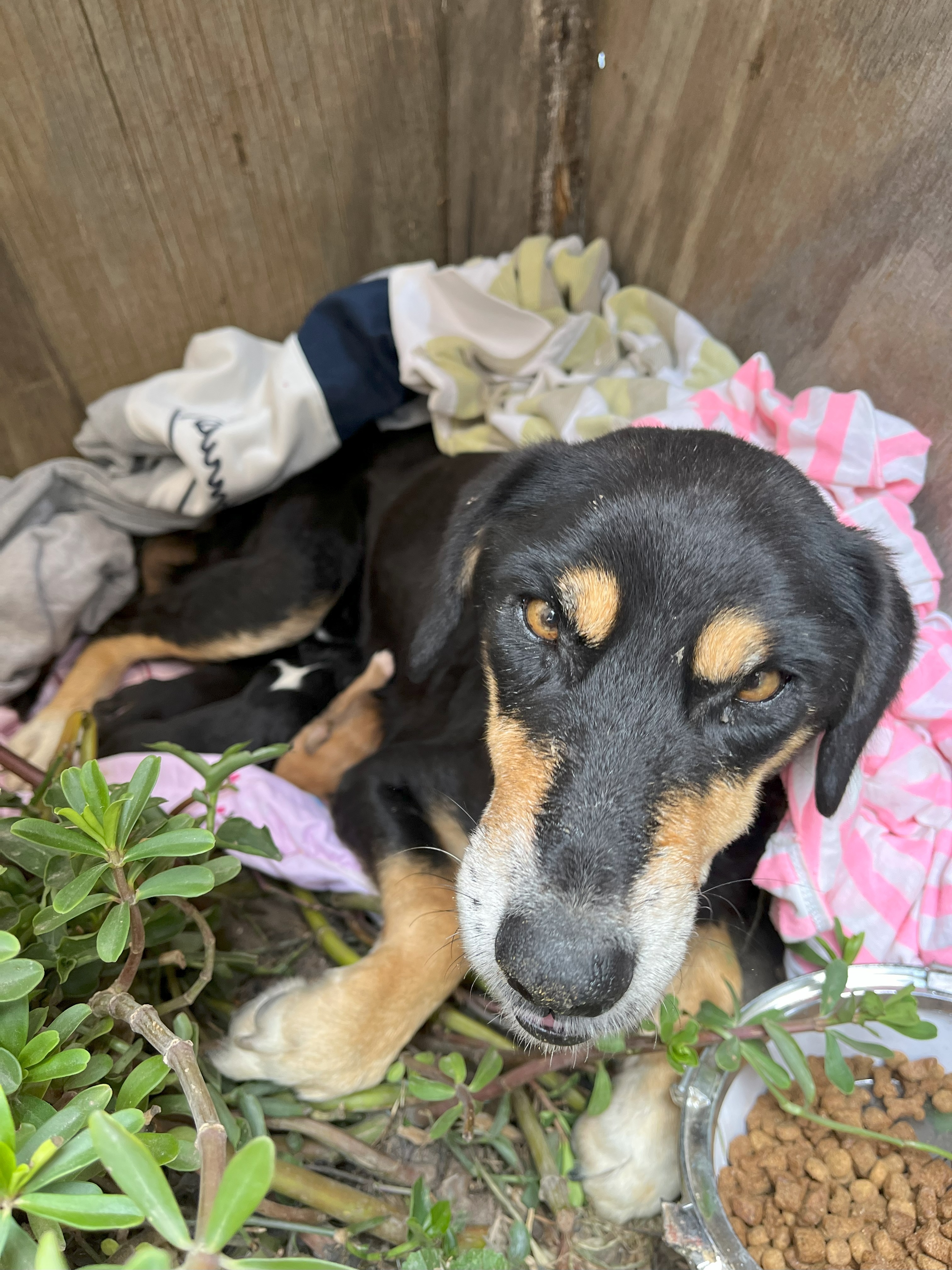 Sterilization of 2,000 dogs and cats in Colombia