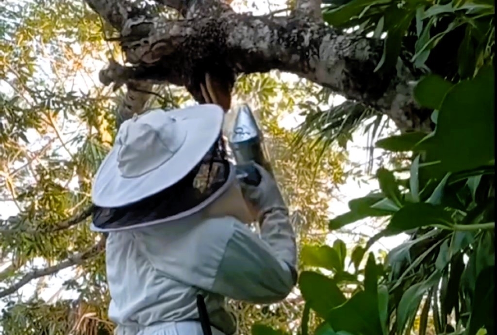 Bee Conservation and Education in Mexico