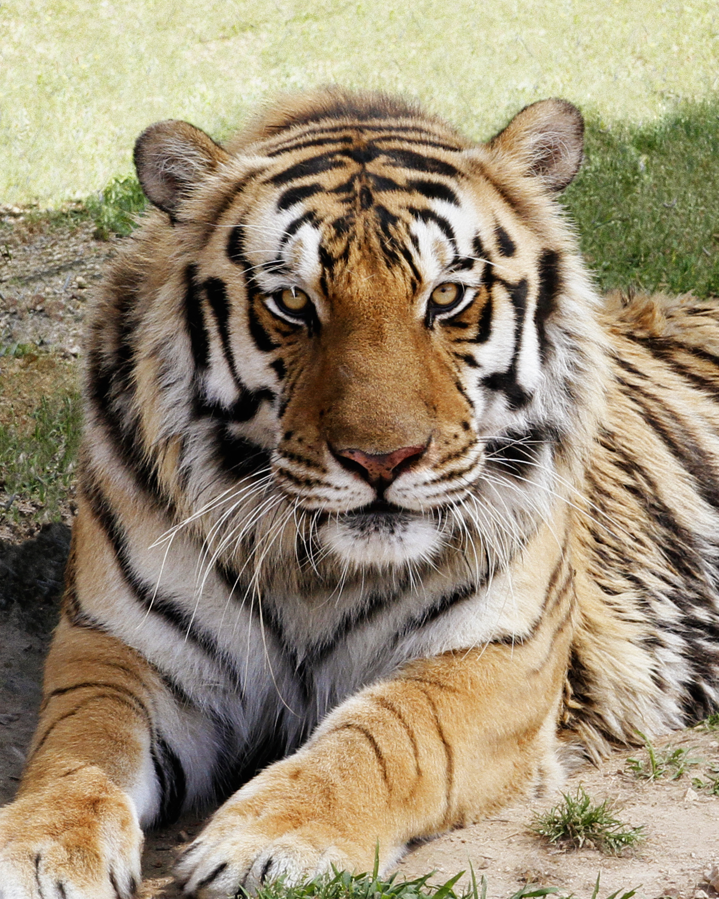 Echoes of The Wild: Predator Preserve Expansion